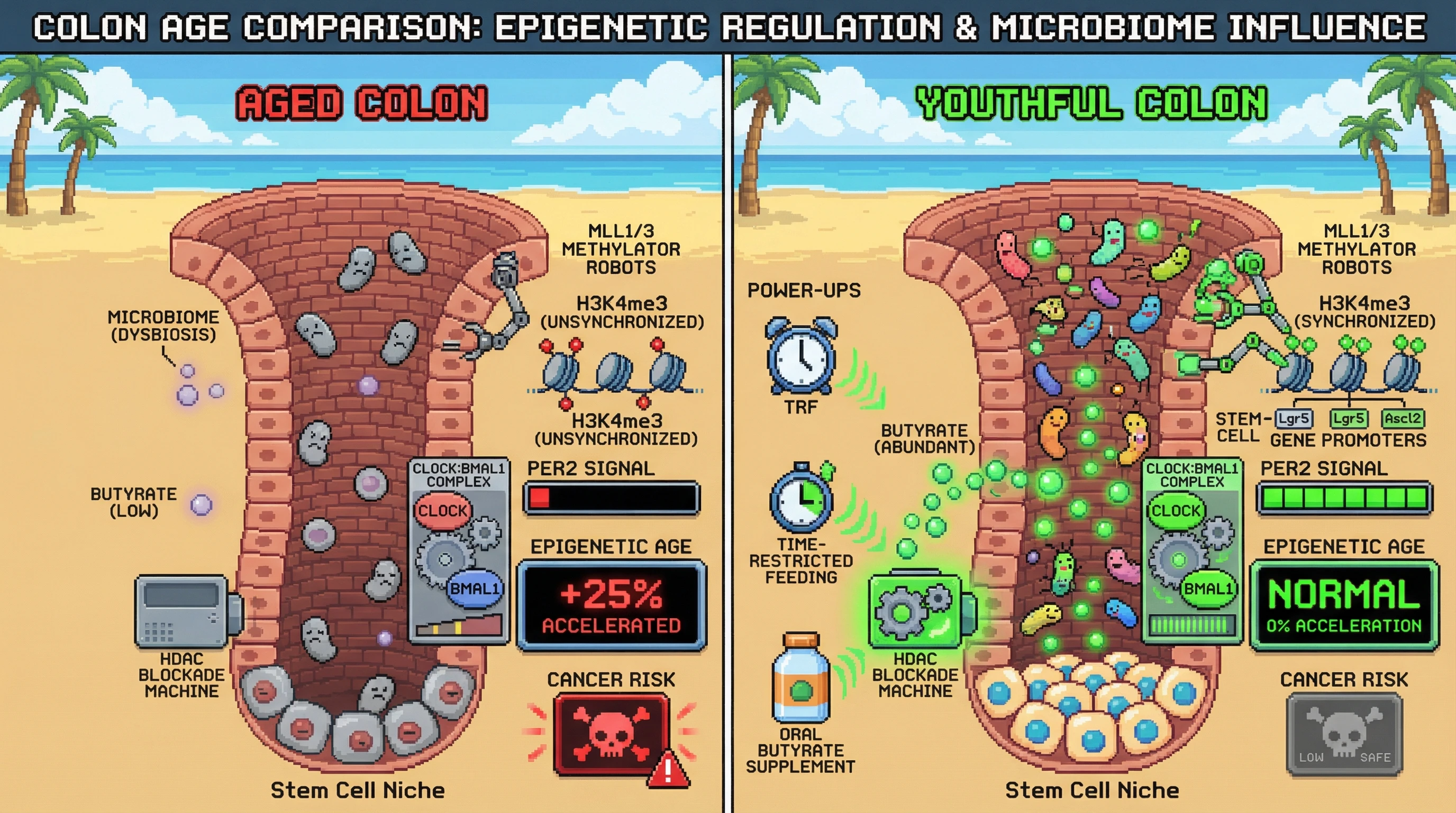 Mechanism: Rhythmic microbiome-derived butyrate inhibits HDACs, allowing the CLOCK:BMAL1-MLL1/3 complex to deposit H3K4me3 at stem cell gene promoters in a circadian-gated manner, maintaining epigenetic youth. Readout: Readout: This process prevents epigenetic age acceleration, as measured by the Horvath clock, and reduces cancer risk, while loss of rhythm leads to increased epigenetic age.