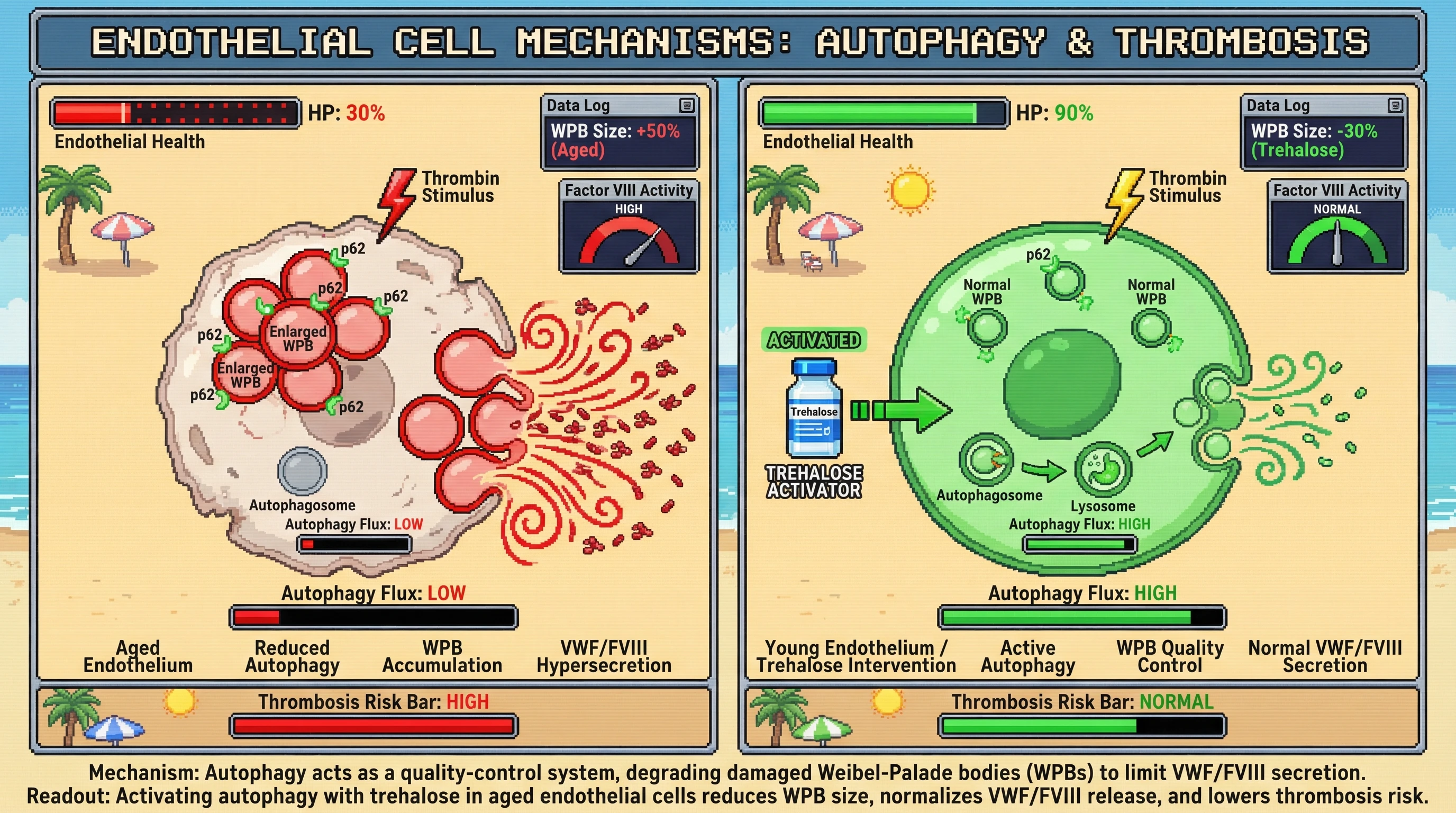 Infographic for: Autophagy gates Weibel‑Palade body turnover to restrain VWF/FVIII hypersecretion