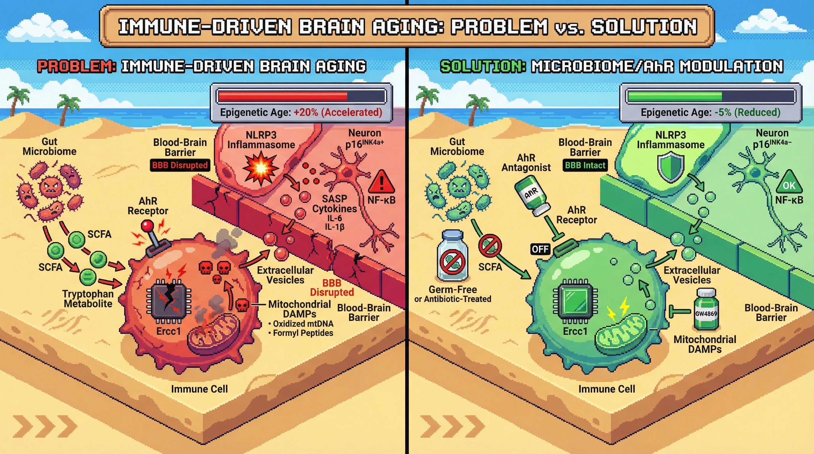 Infographic for: Immune Senescence Propagates Brain Aging Through Microbiome‑Modulated Mitochondrial DAMP Transfer