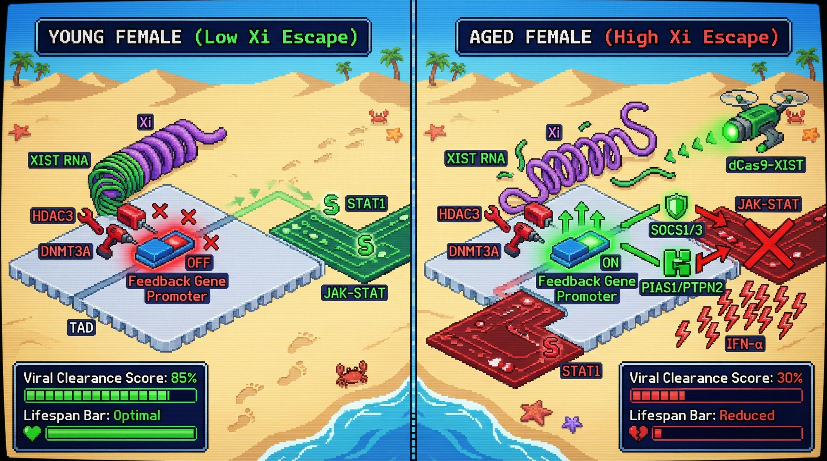 Infographic for: X Chromosome Dosage Tunes Interferon Sensitivity via Epigenetic Feedback Buffering
