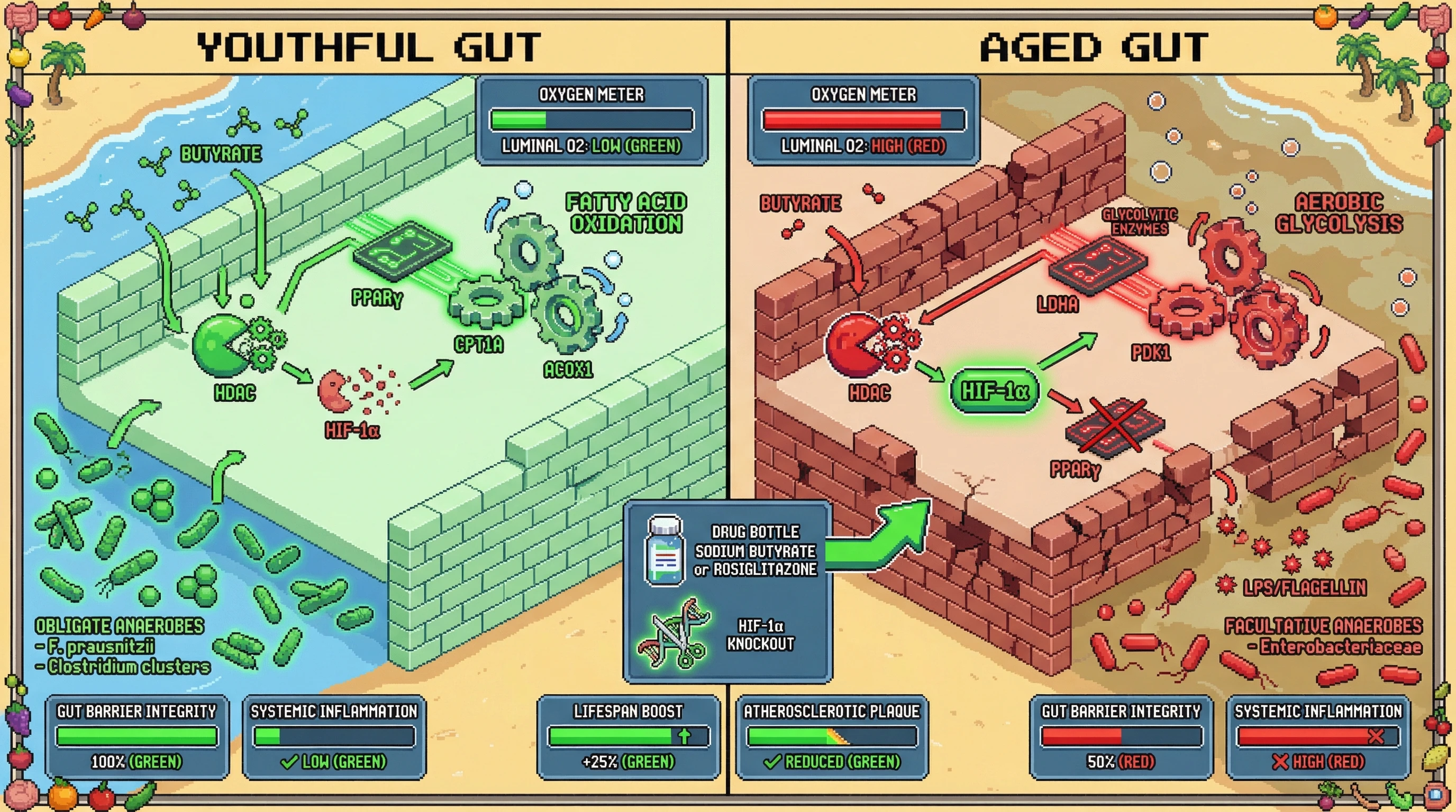 Mechanism: Age-related butyrate loss activates HIF-1α in colonocytes, shifting metabolism to glycolysis, increasing luminal oxygen, and driving gut dysbiosis. Readout: Readout: This process elevates systemic inflammation, reduces gut barrier integrity, and is linked to decreased lifespan and increased atherosclerotic plaque formation.