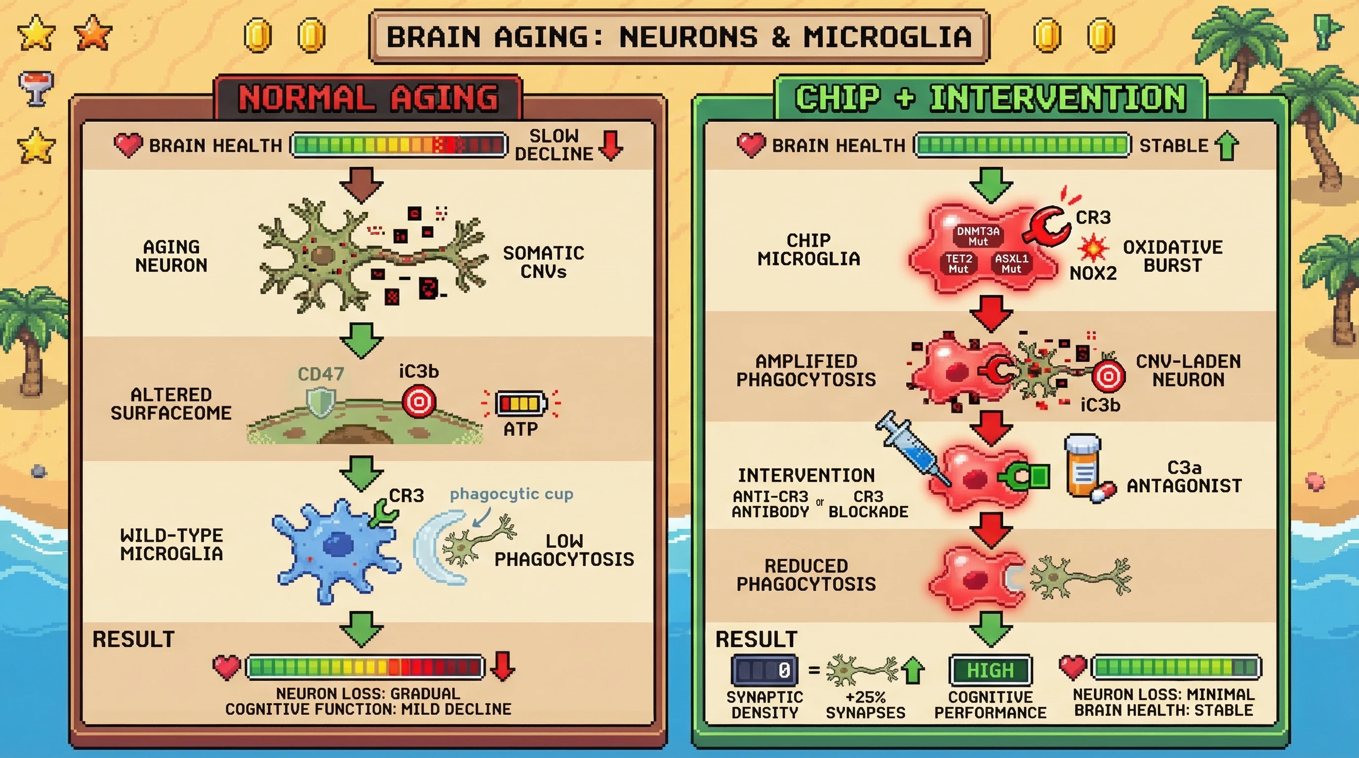 Mechanism: Somatic CNVs in aging neurons create an 'eat-me' signal, which is amplified by primed CHIP-derived microglia through enhanced CR3 signaling, leading to selective neuronal clearance. Readout: Readout: Pharmacological blockade of CR3 rescues synaptic density by 25% and stabilizes cognitive performance in aged CHIP mice.