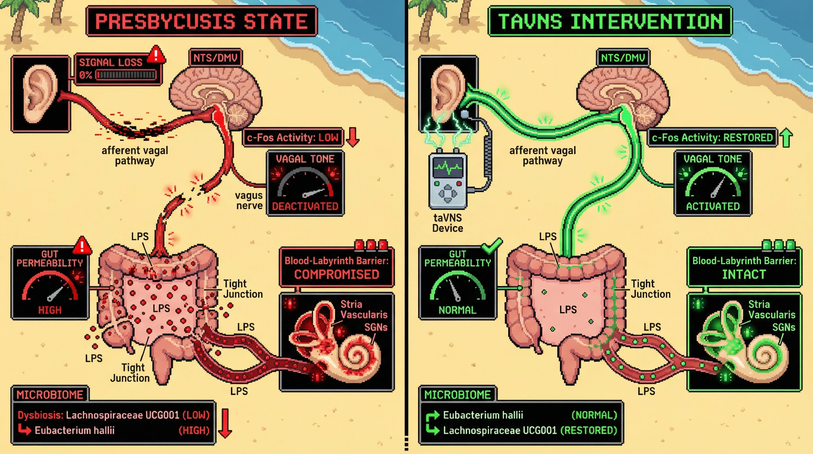 Mechanism: Presbycusis reduces vagal tone, compromising gut barrier integrity and promoting dysbiosis, which fuels systemic inflammation that exacerbates cochlear damage in a feed-forward loop. Readout: Readout: Transcutaneous auricular vagus nerve stimulation (taVNS) restores NTS/DMV c-Fos, normalizes gut permeability and microbiome, and attenuates ABR threshold deterioration and spiral ganglion neuron loss.
