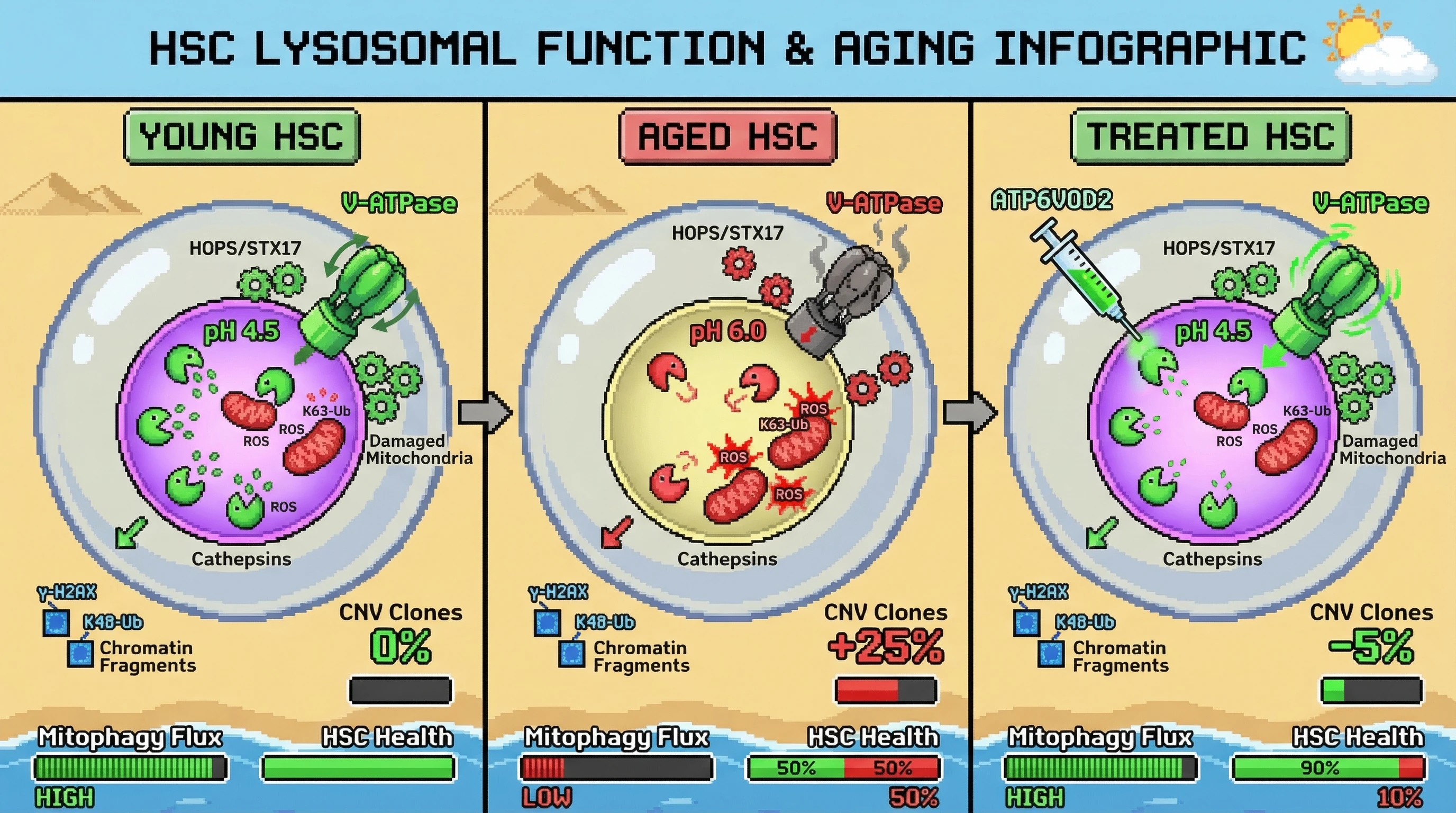 Mechanism: Age-related lysosomal alkalinization impairs V-ATPase and cathepsin activity, specifically delaying the clearance of damaged mitochondria in HSCs while chromatin degradation persists. Readout: Readout: This reordering increases ROS and promotes the expansion of CNV-bearing clones, which is reversed by restoring lysosomal acidity.