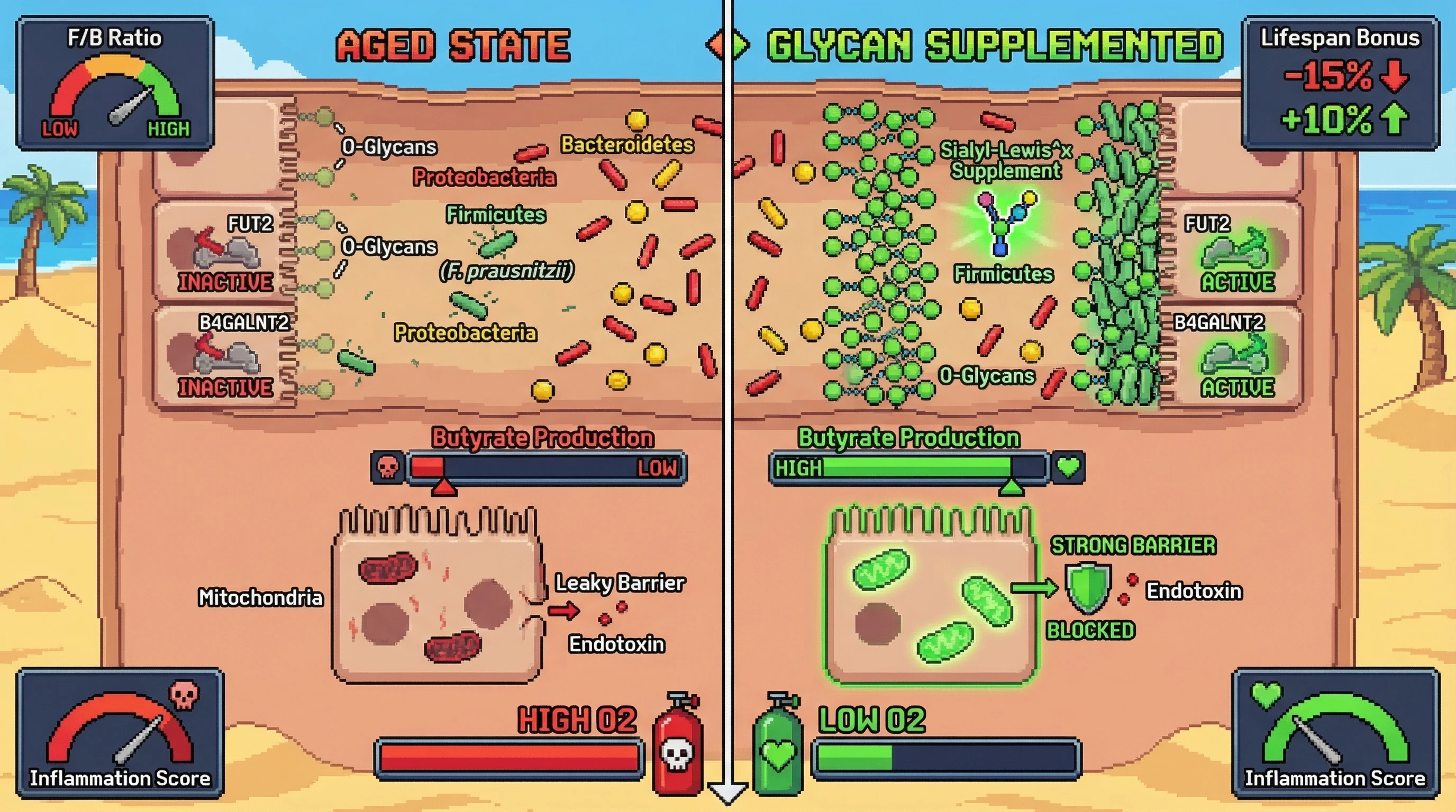Infographic for: Age‑dependent mucosal glycan loss drives the post‑70 Firmicutes decline, reducing butyrate and colonocyte respiration