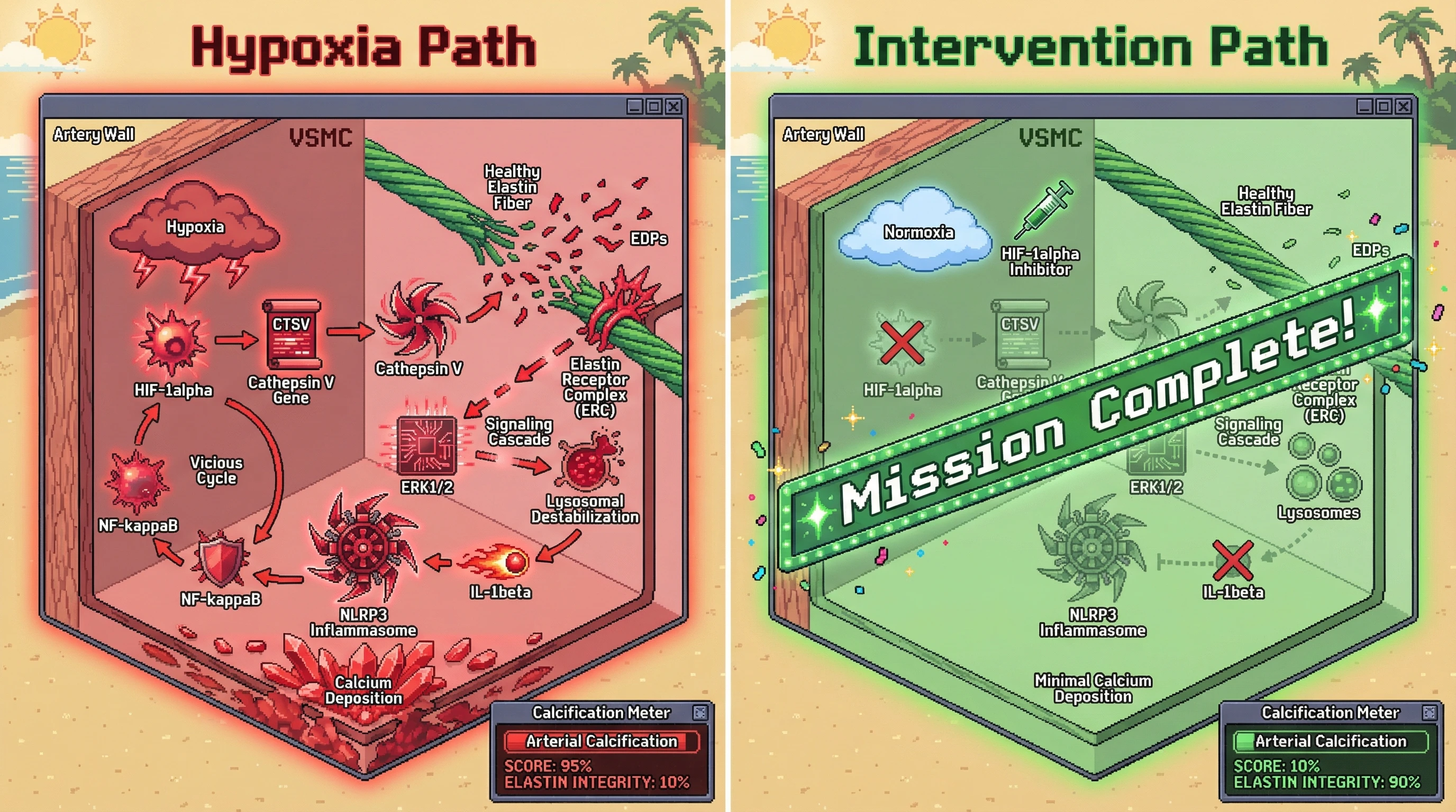 Infographic for: Hypoxia-Driven Cathepsin V Amplifies Elastin-Derived Peptide Signaling via HIF-1alpha-NLRP3 Inflammasome Crosstalk to Accelerate Arterial Calcification