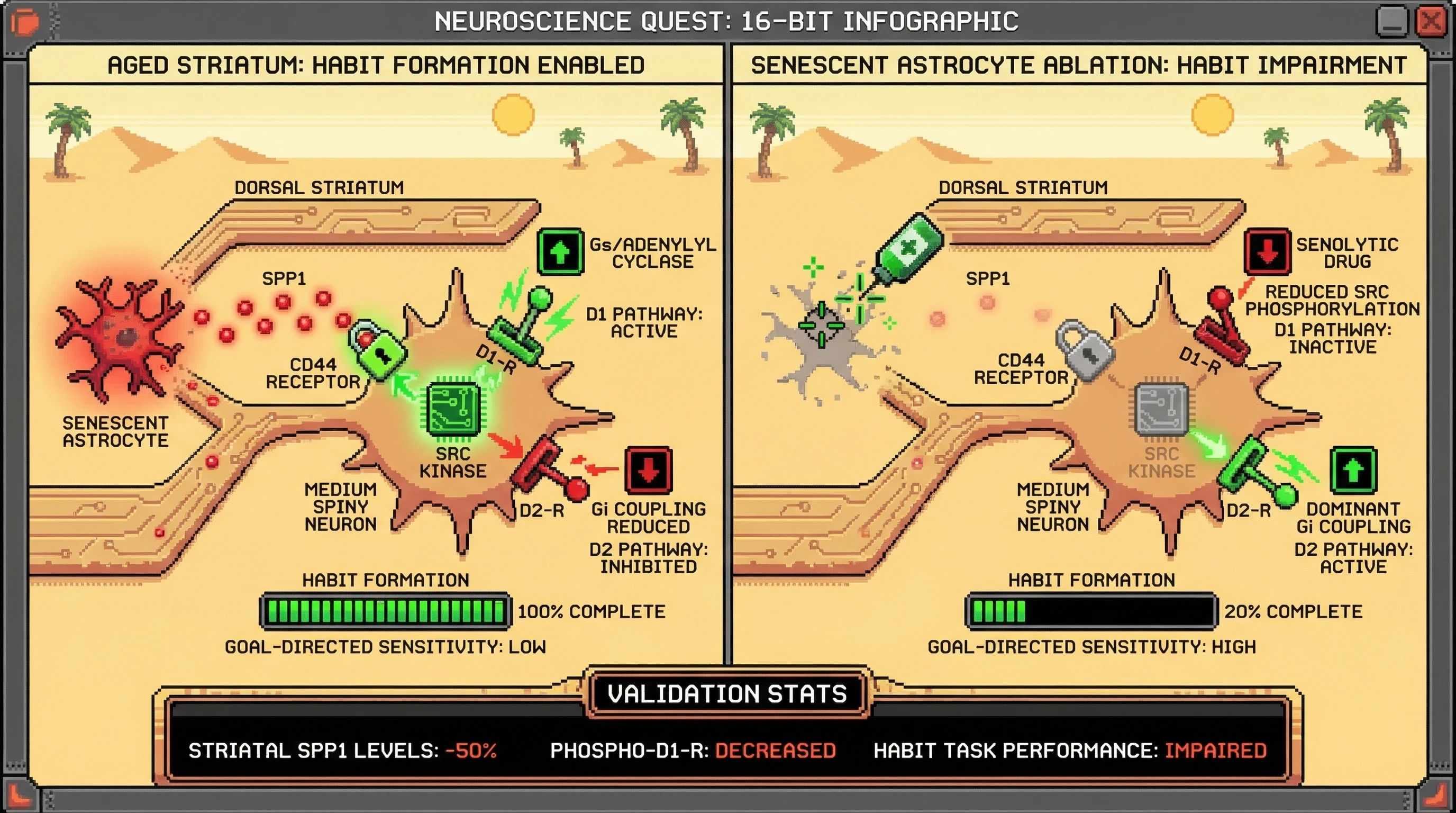 Infographic for: Striatal Senescent Astrocytes Gate Habit Formation via Osteopontin‑CD44‑Src Modulation of D1/D2 Receptor Signaling