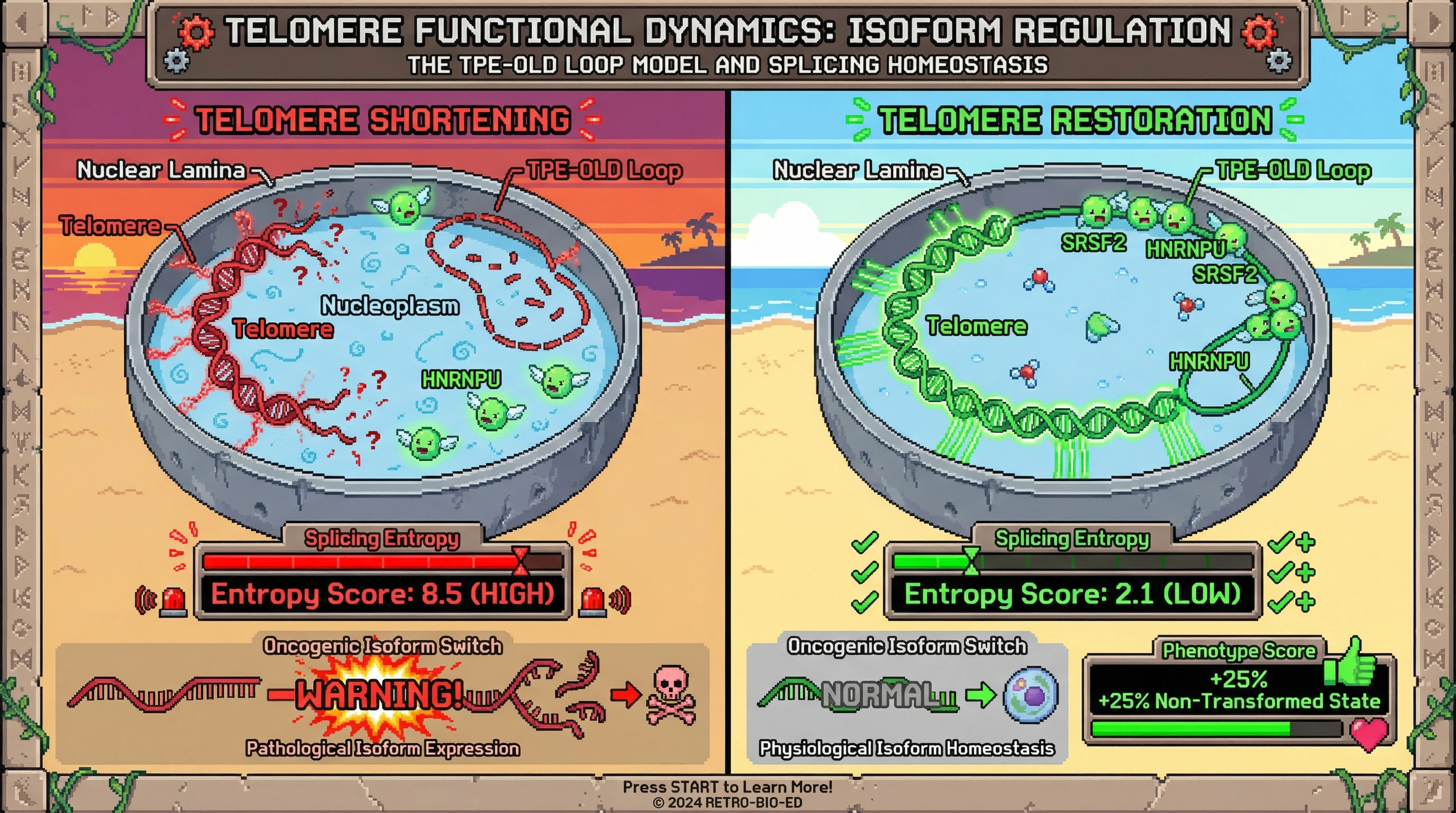 Mechanism: Telomere shortening disrupts repressive chromatin loops at the nuclear periphery, releasing splicing regulators and increasing splicing entropy. Readout: Readout: Telomere restoration re-establishes these loops, decreasing splicing entropy from 8.5 to 2.1 and promoting a 25% non-transformed cellular state.