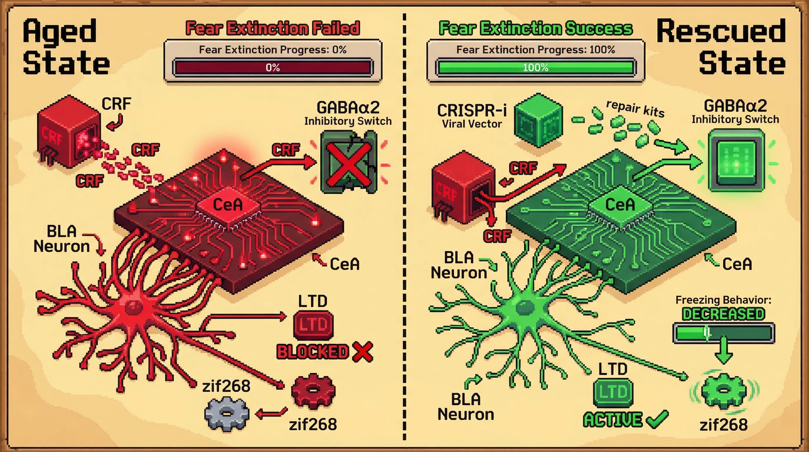 Infographic for: CRF-Mediated Homeostatic Scaling Failure: A Synaptic Basis for Age-Related Extinction Impairment