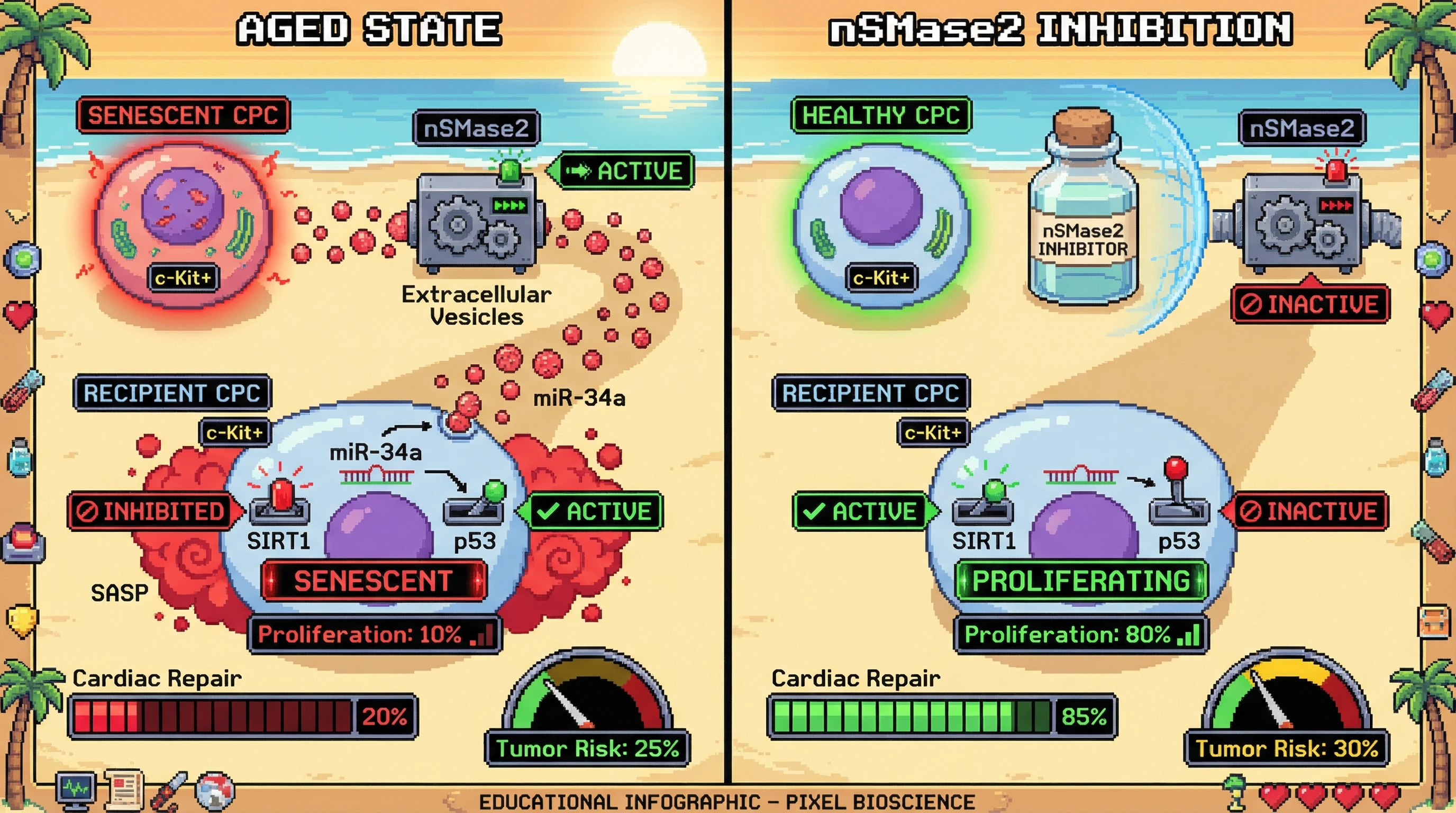 Infographic for: Programmed Vesicular Mediated Senescence in Cardiac Progenitor Niches as an Antagonistic Pleiotropy Mechanism