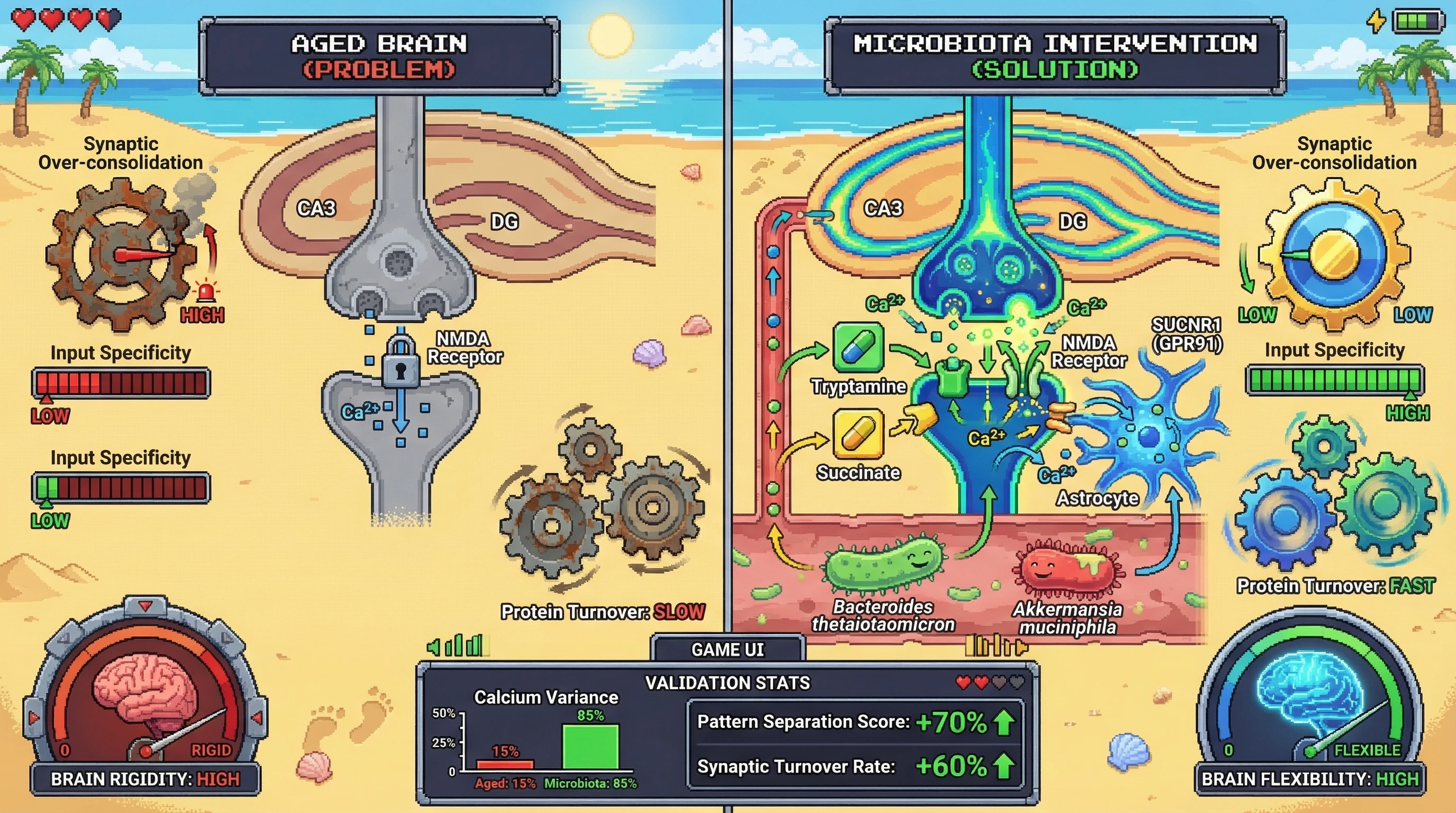 Infographic for: Microbiota‑derived metabolites reset calcium‑dependent synaptic rigidity in aged brains