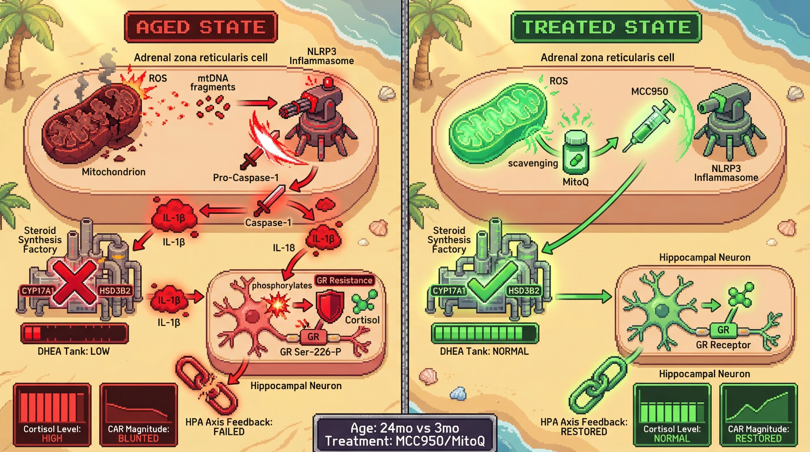 Infographic for: Mitochondrial ROS‑NLRP3 Inflammasome Axis Drives Zona Reticularis Senescence and Cortisol Dysregulation in Aging