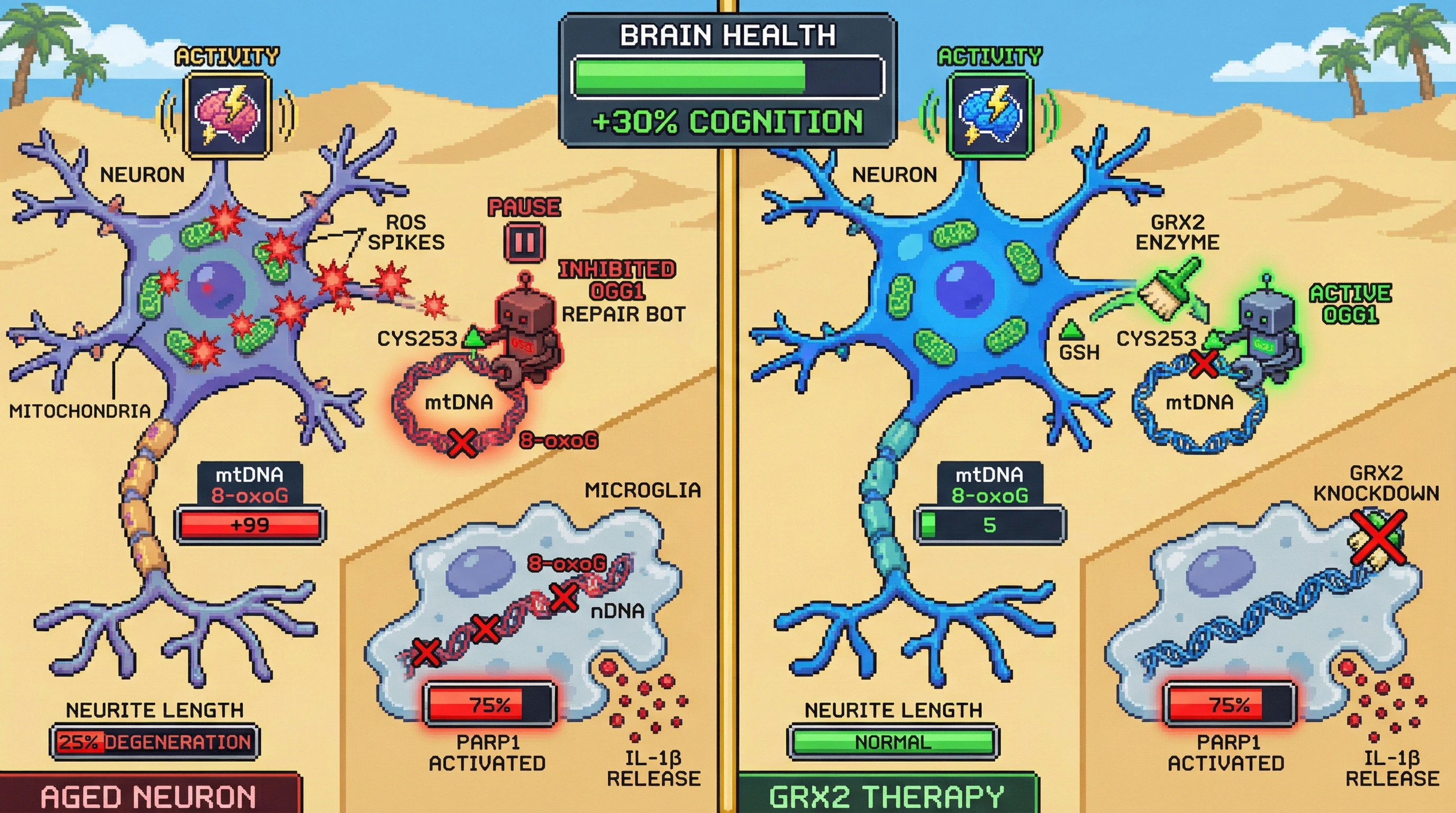 Infographic for: Neuronal activity‑dependent ROS pulses transiently inhibit OGG1 via S‑glutathionylation, creating a reparative window that, when chronically opened, drives 8‑oxoG accumulation in mtDNA and microglial PARP activation