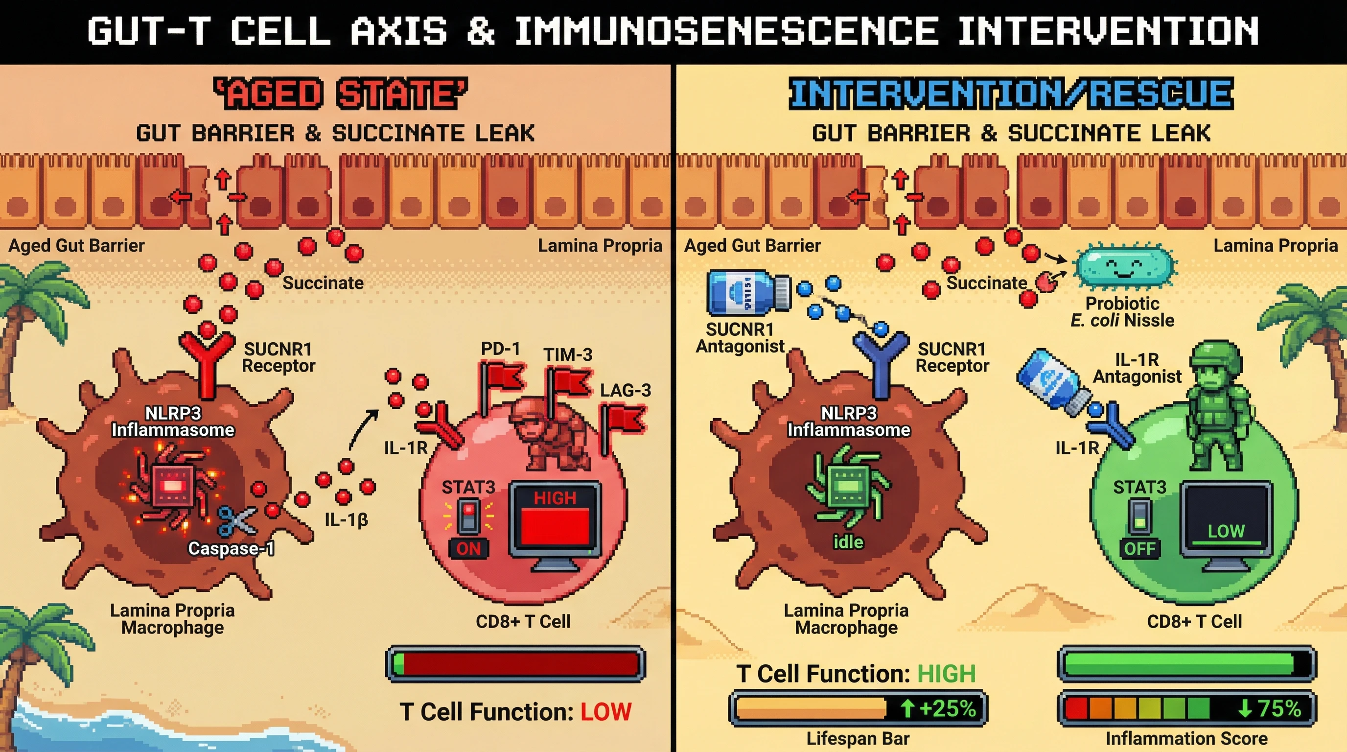 Mechanism: Age-related gut succinate activates macrophage SUCNR1, driving NLRP3 inflammasome and IL-1β production, which exhausts CD8+ T cells via a STAT3-TOX axis. Readout: Readout: Interventions like SUCNR1 blockade reduce T-cell exhaustion markers (PD-1/TIM-3/LAG-3), increase T-cell function and lifespan, and decrease inflammation scores.