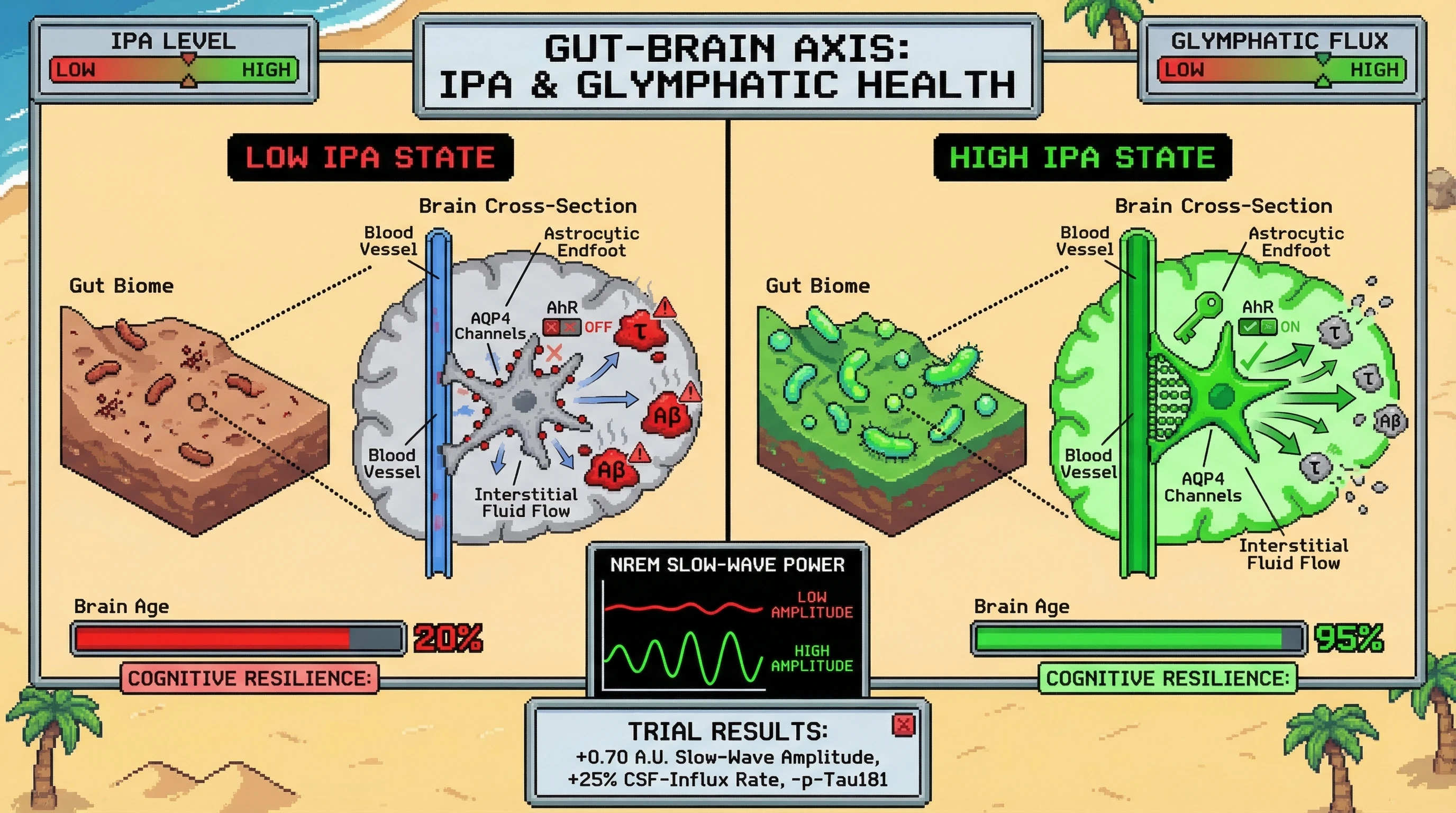 Mechanism: Gut-derived Indole-3-propionic acid (IPA) activates astrocytic AhR, polarizing AQP4 channels to enhance glymphatic clearance of neurotoxic proteins. Readout: Readout: This boosts NREM slow-wave power by 0.70 A.U.