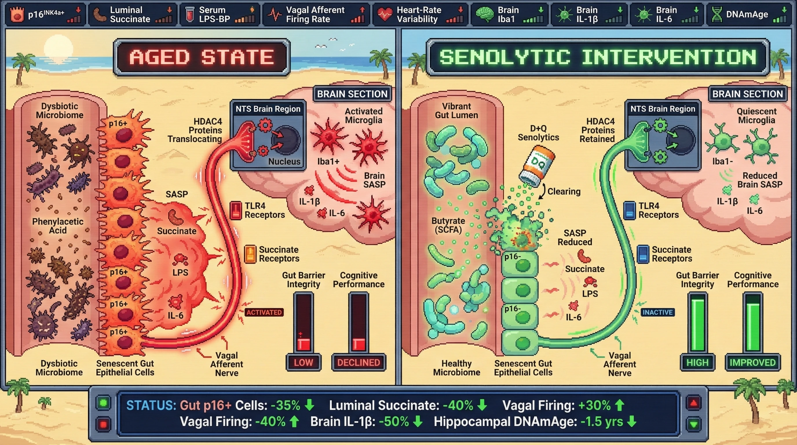 Infographic for: Senolytic clearance of gut epithelial senescence restores vagal‑mediated gut‑brain communication and attenuates brain inflammaging via succinate‑HDAC4 signaling