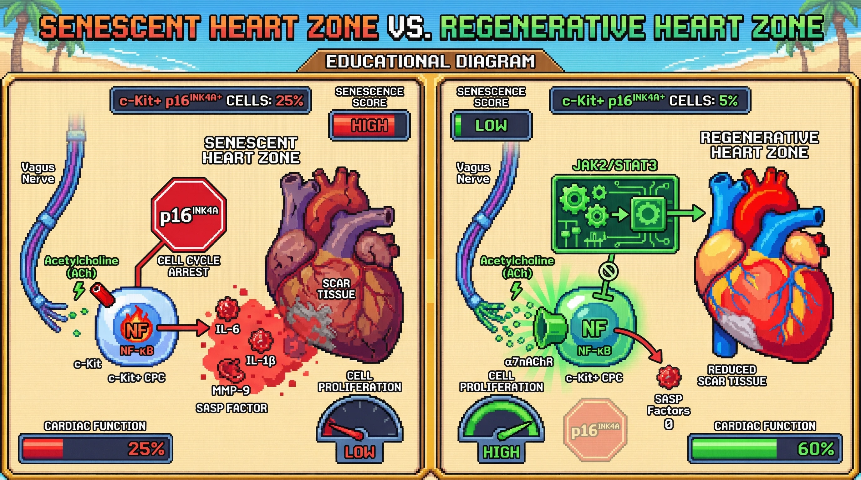Mechanism: Enhanced vagal signaling via acetylcholine activates α7nAChR on cardiac progenitor cells, inhibiting NF-κB and reducing senescence-associated factors. Readout: Readout: This decreases p16^INK4A^ levels and SASP secretion, improving cardiac function and reducing scar size within 2 weeks post-MI.