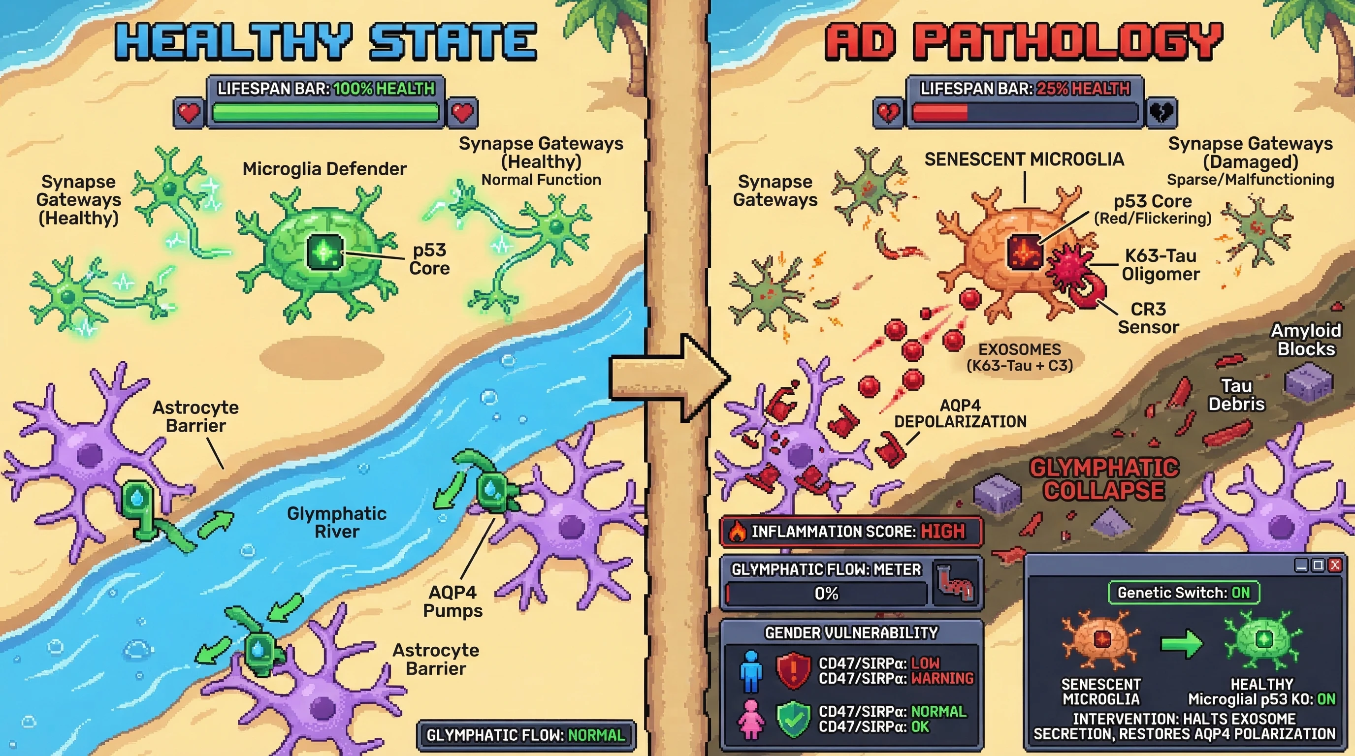 Infographic for: Microglial Ingestion of K63-Ubiquitinated Tau Triggers p53-Mediated Senescence, Driving Astrocytic AQP4 Depolarization and Glymphatic Collapse via C3-Enriched Exosomes