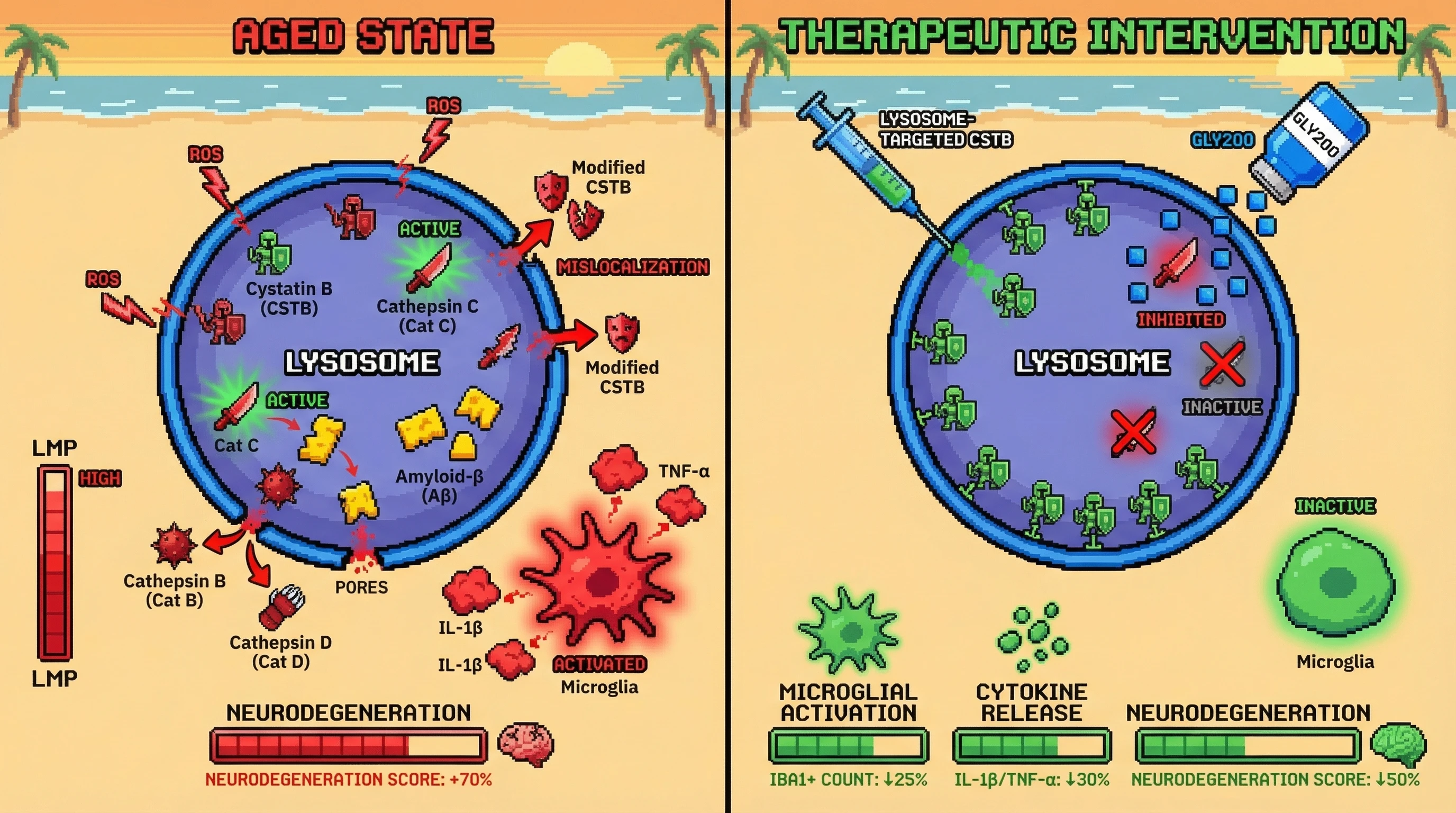 Mechanism: Age-associated oxidative stress mislocalizes Cystatin B from lysosomes, unleashing Cathepsin C activity which drives amyloid-induced lysosomal rupture. Readout: Readout: Therapeutic targeting of lysosomal Cystatin B or Cathepsin C inhibition reduces microglial activation by 25% and cytokine release by 30%.