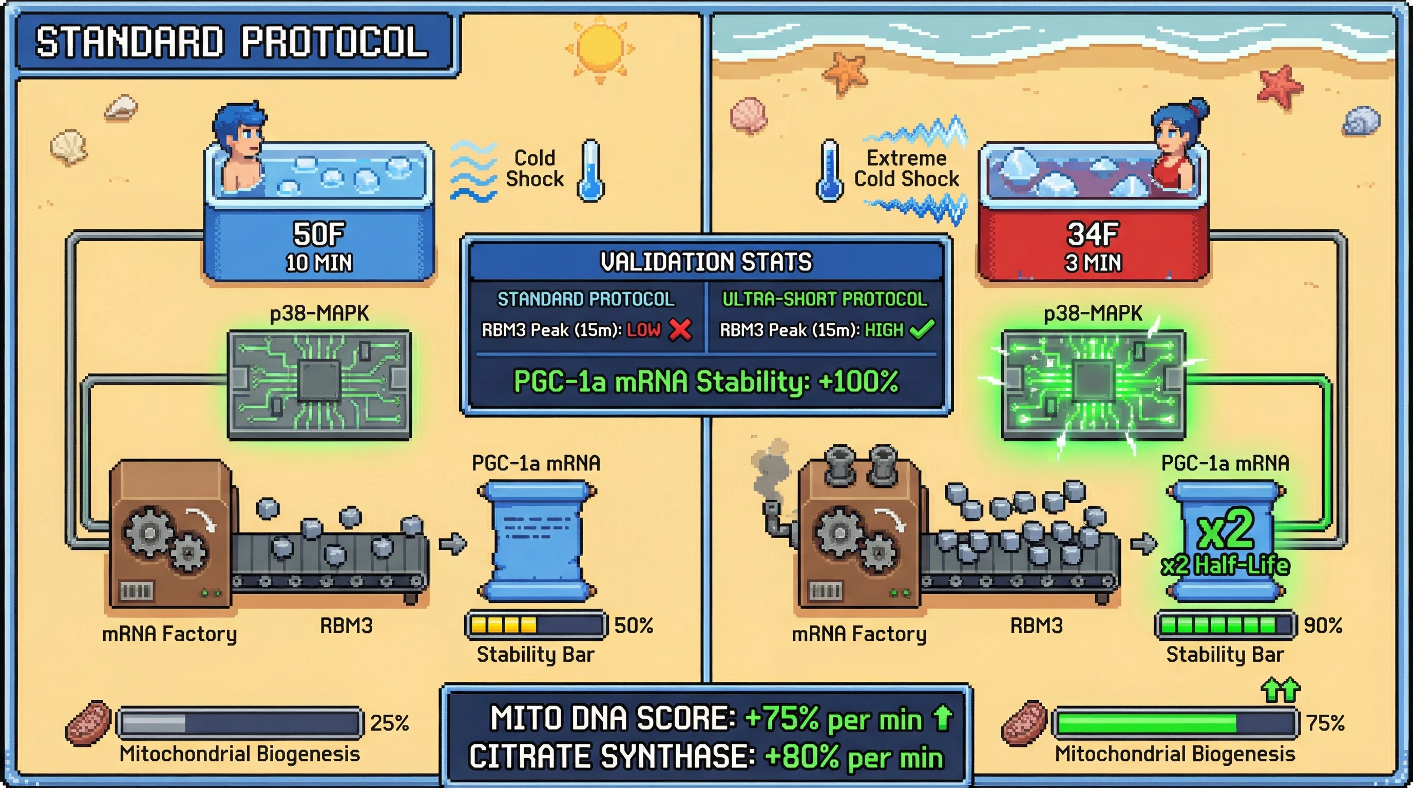 Infographic for: Ultra‑short extreme cold amplifies mitochondrial biogenesis via rapid RBM3‑mediated stabilization of PGC‑1α mRNA