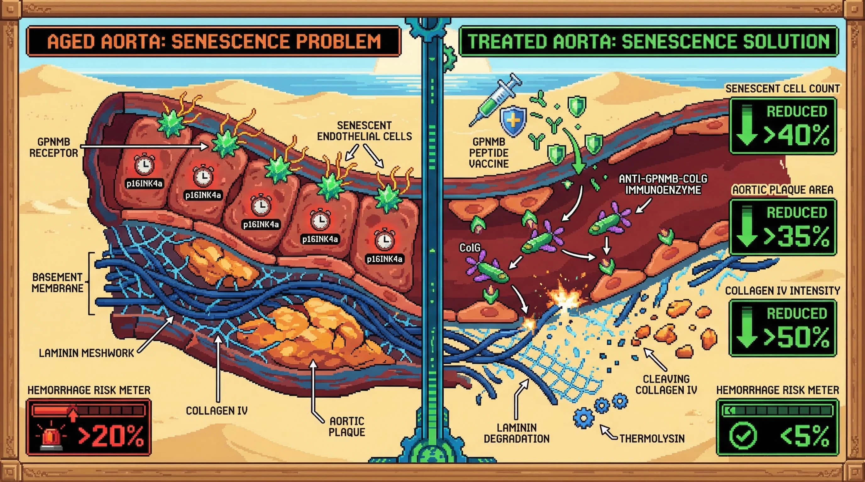 Mechanism: A GPNMB-targeted collagenase immunoenzyme, co-administered with thermolysin and a GPNMB vaccine, selectively degrades collagen IV in the basement membrane of senescent aortic endothelial cells. Readout: Readout: This treatment reduces senescent cells by 40%, aortic plaque by 35%, and collagen IV intensity by 50%, while keeping hemorrhage risk below 5%.