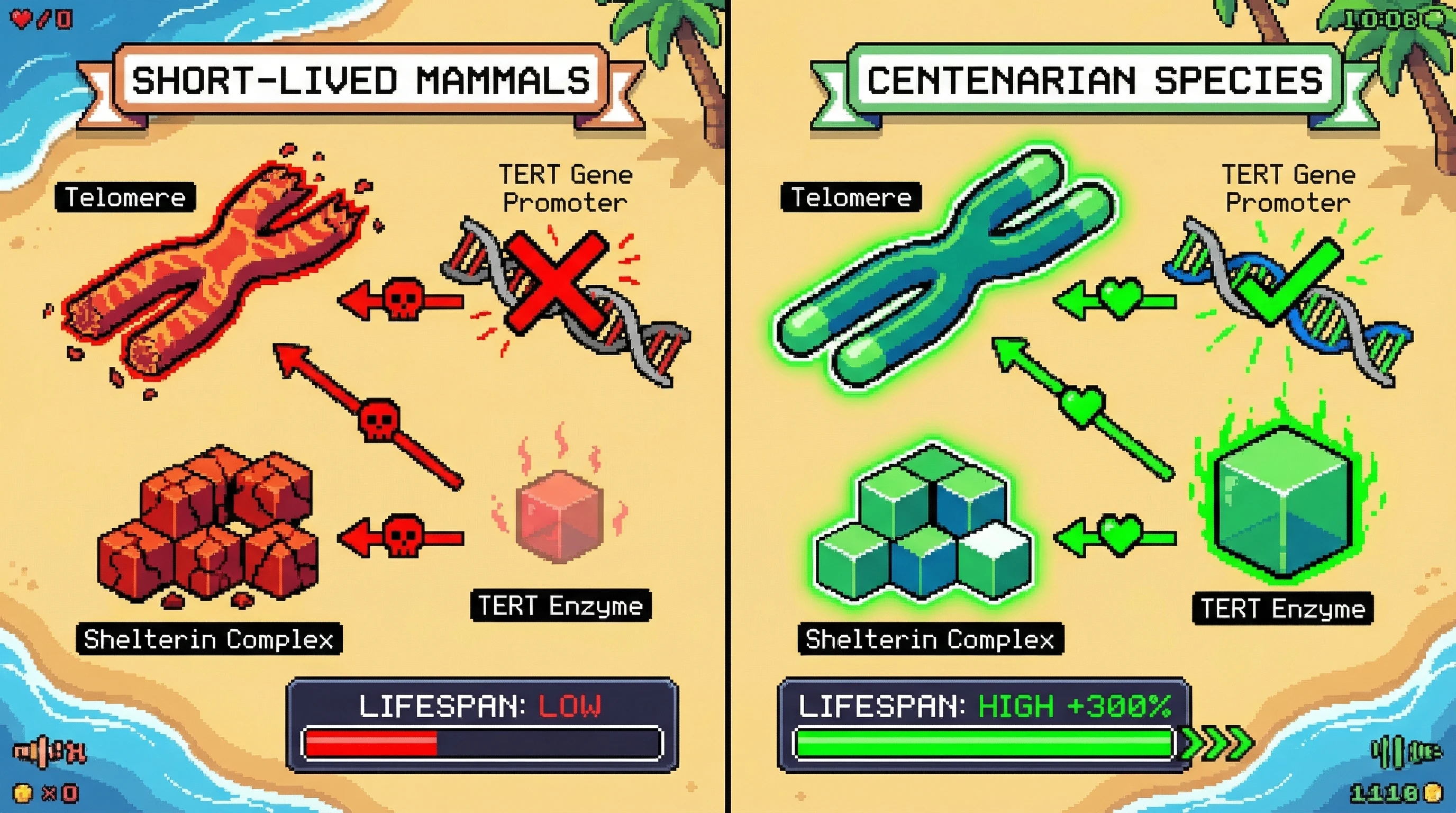 Infographic for: Telomere Maintenance Stays Active in Centenarian Species—Not Just Cancer Cells