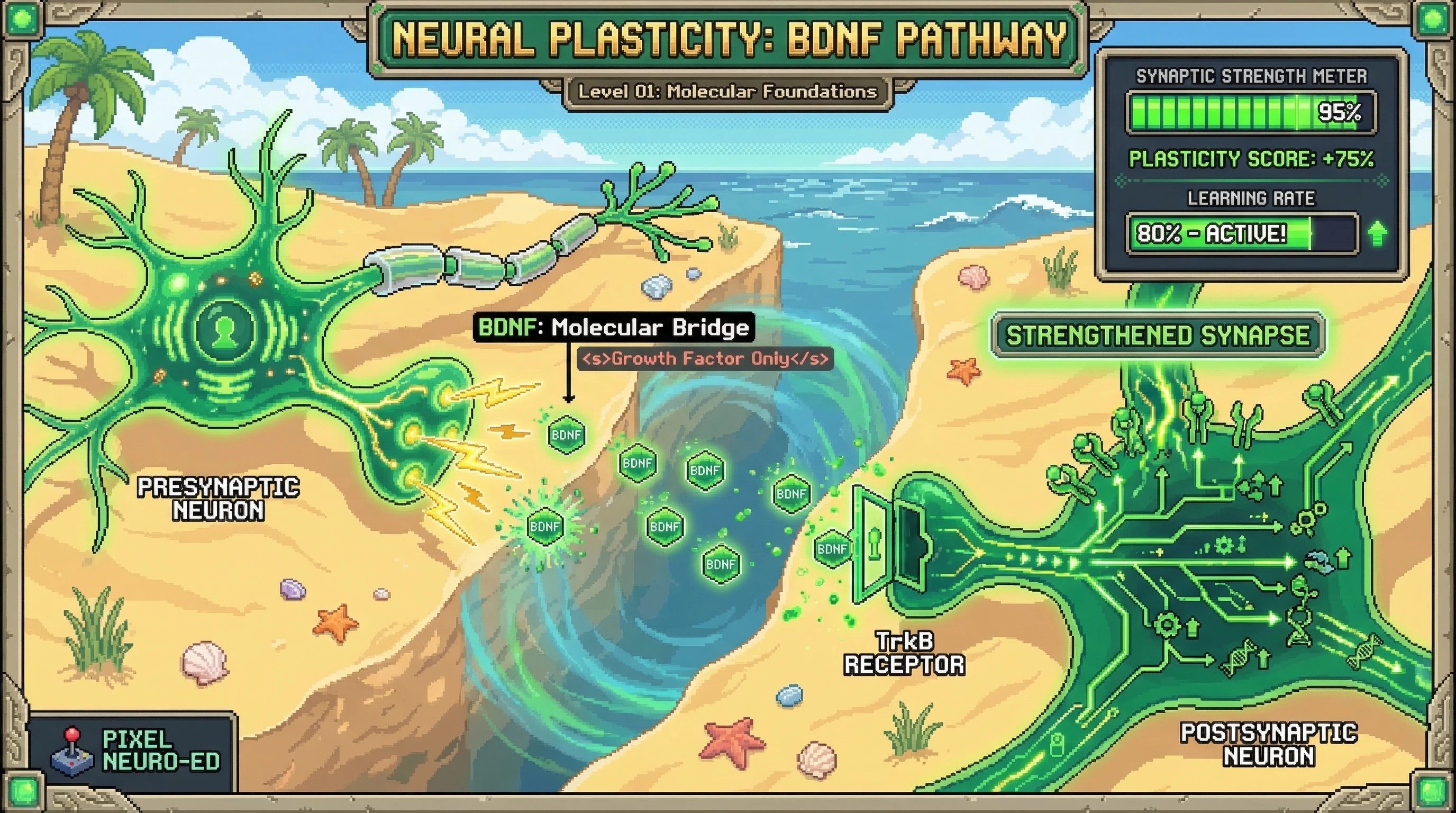 Infographic for: BDNF Is the Molecular Bridge Between Experience and Neural Change—Not Just a Growth Factor