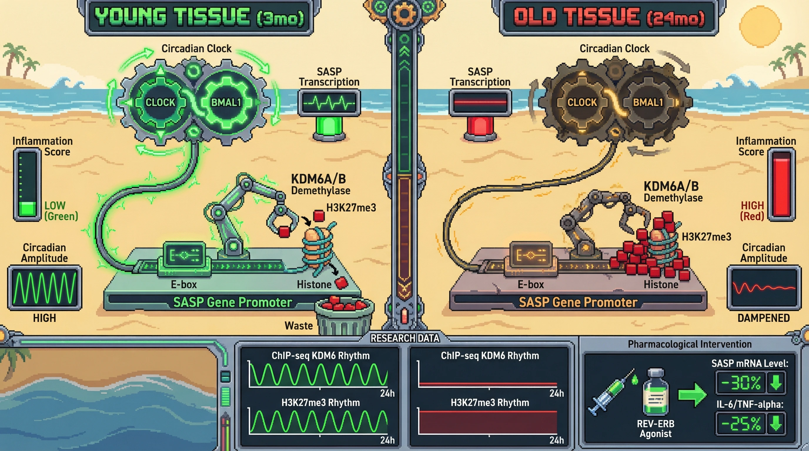 Infographic for: Circadian gating of KDM6-mediated H3K27me3 removal drives age‑associated SASP derepression