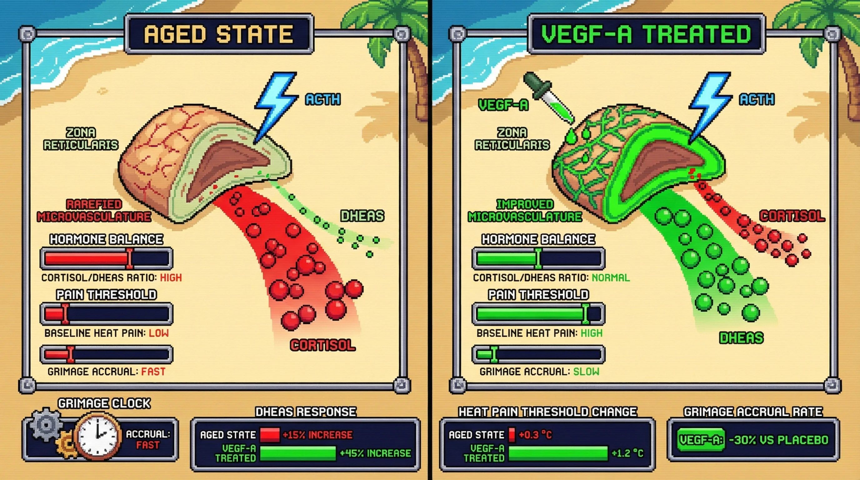 Mechanism: ACTH stimulation of an aged, microvascularly compromised zona reticularis leads to a low DHEAS response and elevated cortisol/DHEAS ratio, resulting in low heat pain tolerance. Readout: Readout: VEGF-A treatment improves microvascular supply, enhancing ACTH-stimulated DHEAS output and heat pain threshold, while slowing GrimAge accrual by 30%.