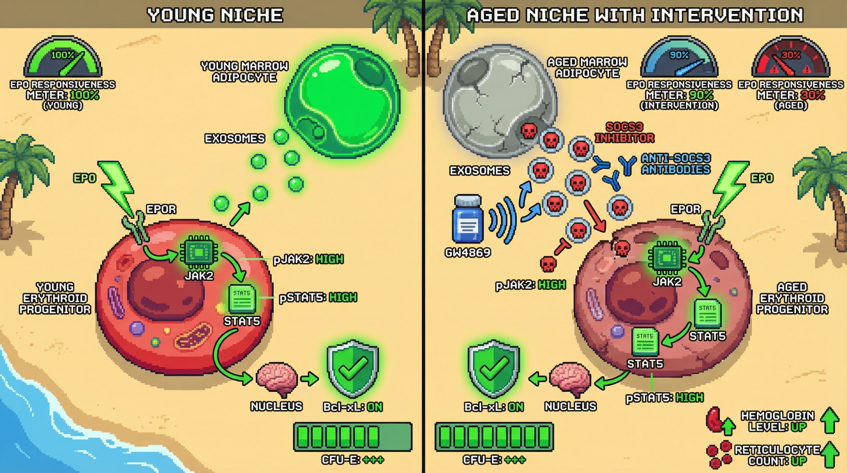 Infographic for: Hypothesis: Aged marrow adipocyte-derived exosomes transfer SOCS3 to erythroid progenitors, blunting EPO‑JAK2‑STAT5 signaling and driving erythropoietic decline