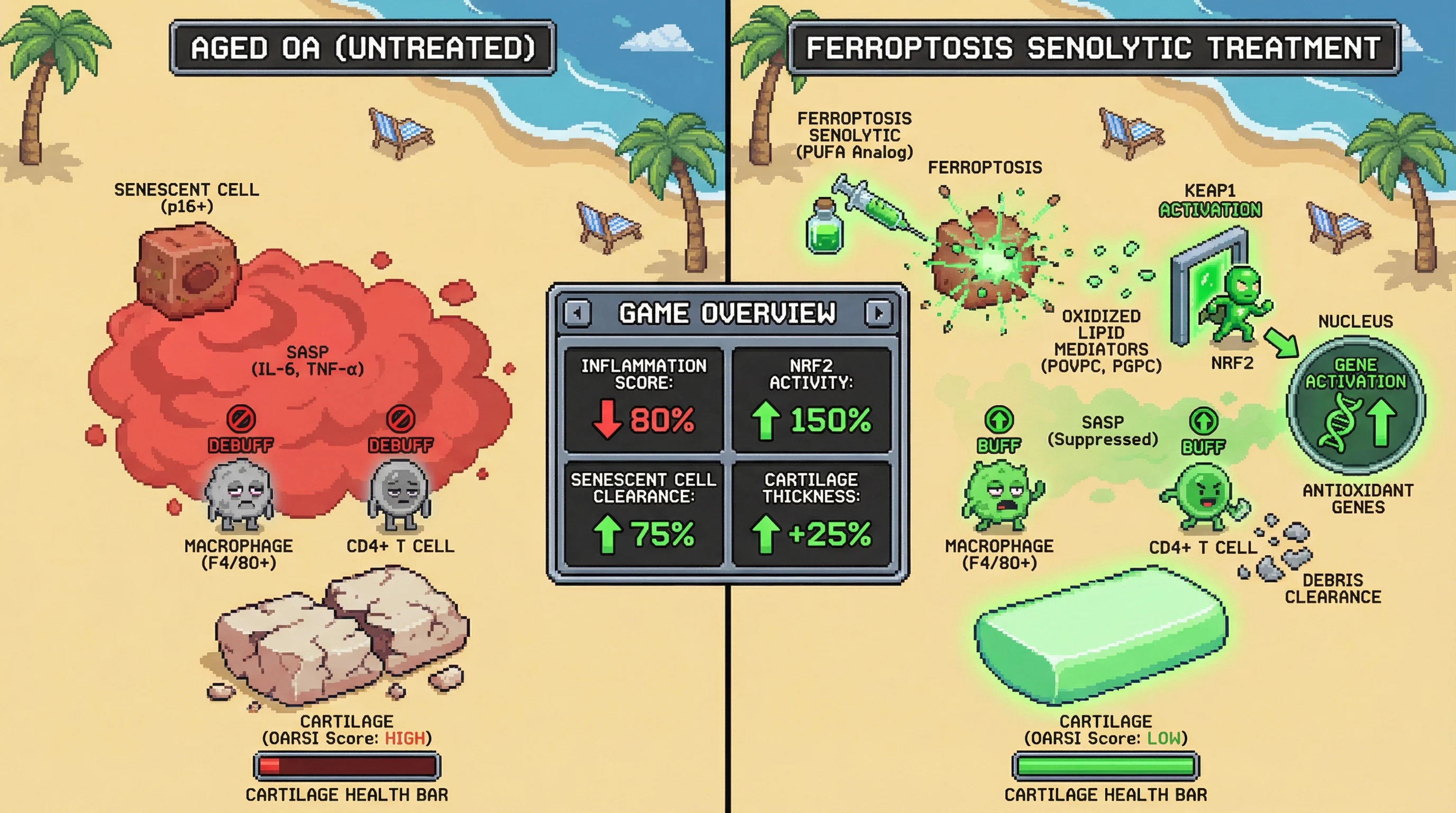 Mechanism: Ferroptosis senolytics induce senescent cell death, releasing oxidized lipids that activate NRF2 in immune cells, suppressing SASP and enhancing senescent cell clearance. Readout: Readout: This leads to significantly reduced inflammation markers, increased NRF2 activity, and improved cartilage health with higher senescent cell clearance.