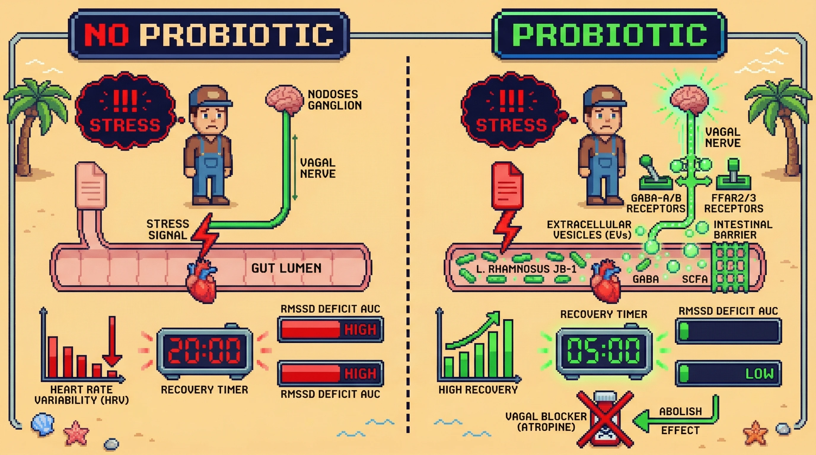 Mechanism: Lactobacillus-derived extracellular vesicles deliver GABA and SCFAs to vagal nodose neurons, activating vagal efferents. Readout: Readout: This accelerates Heart Rate Variability (HRV) recovery post-stress, shown as a significantly shorter 'Recovery Timer' and lower 'RMSSD Deficit AUC'.