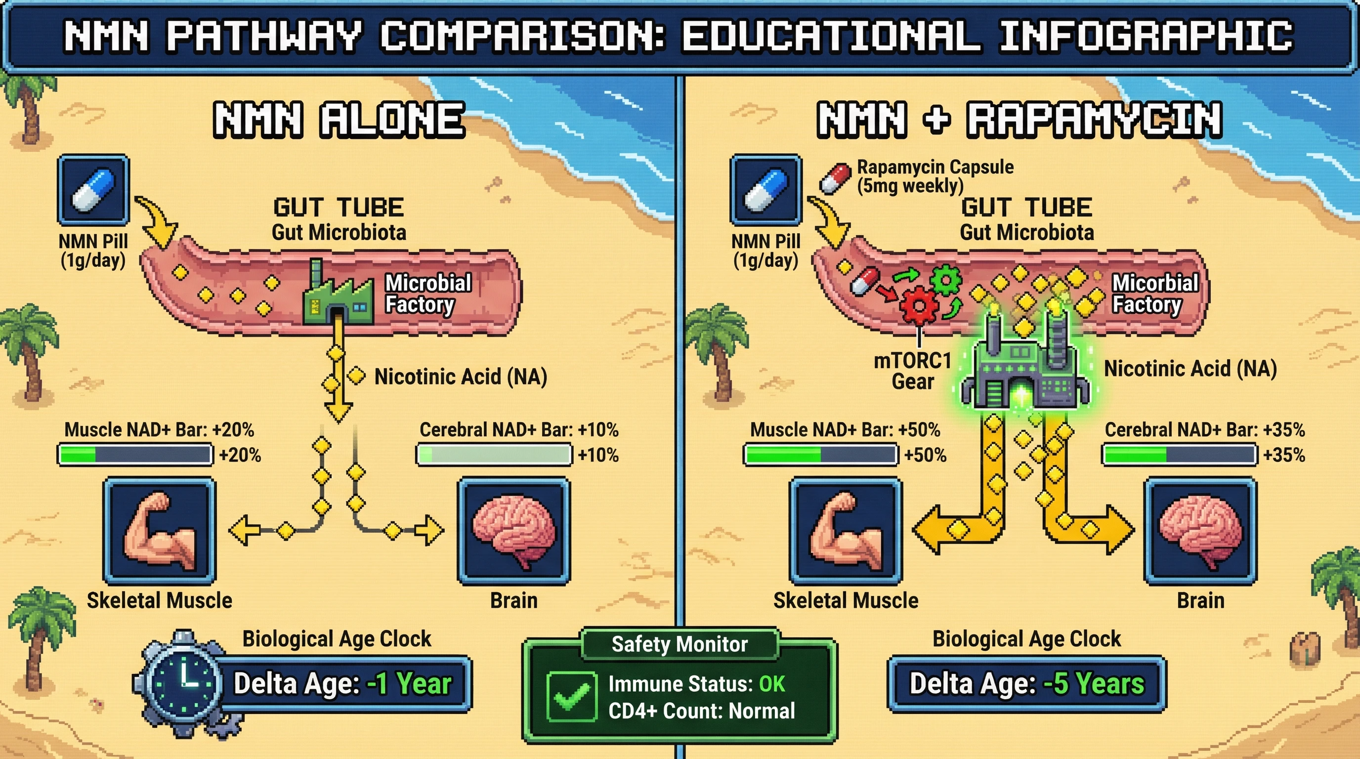 Infographic for: Testable Hypothesis: Intermittent low-dose rapamycin amplifies gut microbiota-mediated conversion of NAD+ precursors to nicotinic acid, boosting tissue NAD+ and slowing biological age acceleration