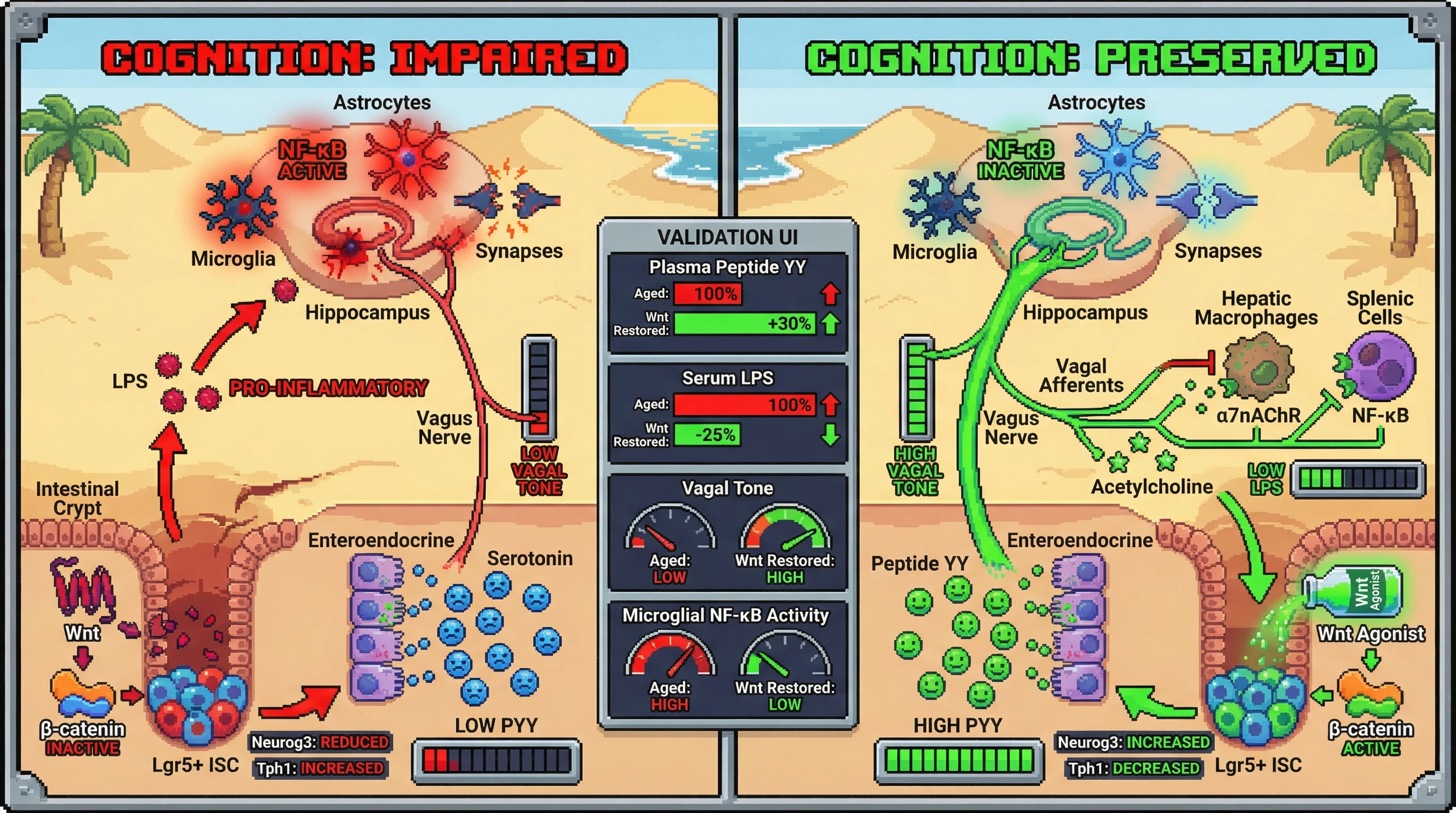 Infographic for: Wnt-driven intestinal reprogramming sets vagal tone to curb brain inflammation in aging