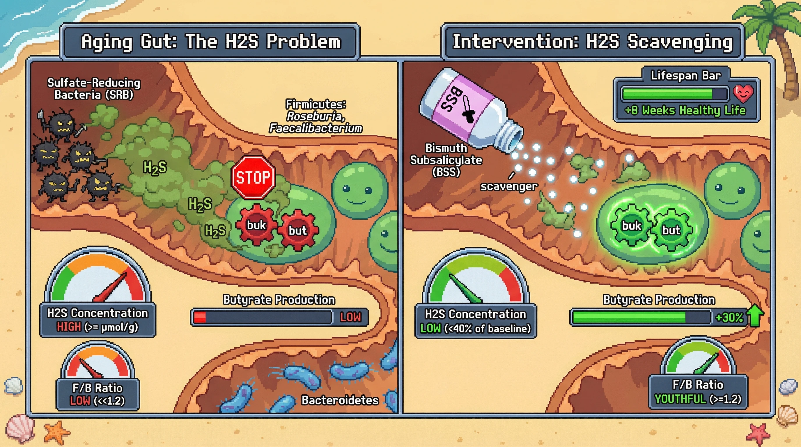 Infographic for: Hydrogen sulfide-mediated inhibition of butyrate synthesis drives the late-life reversal of the Firmicutes/Bacteroidetes ratio