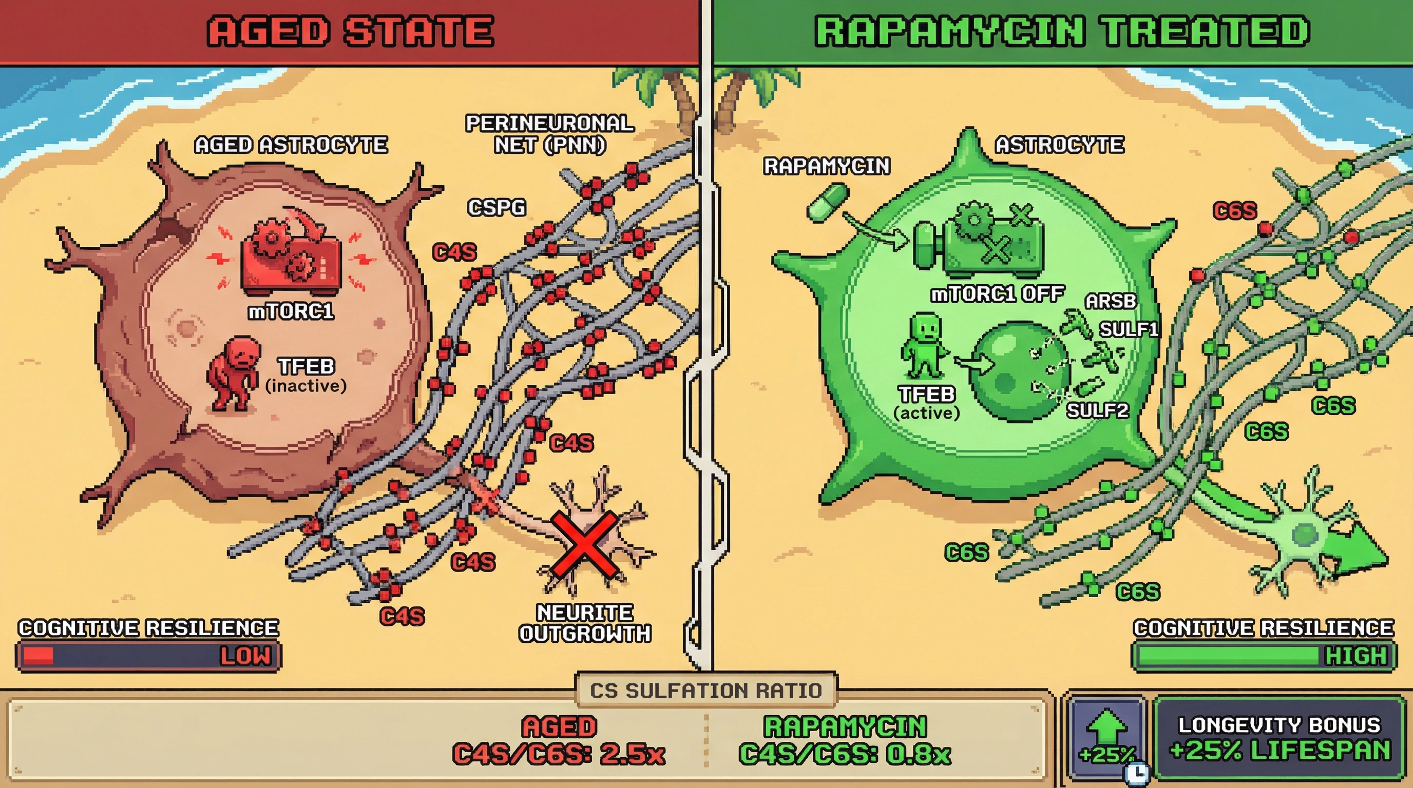 Infographic for: Rapamycin restores ECM plasticity by activating TFEB‑driven chondroitin sulfate desulfation, not just bulk autophagy