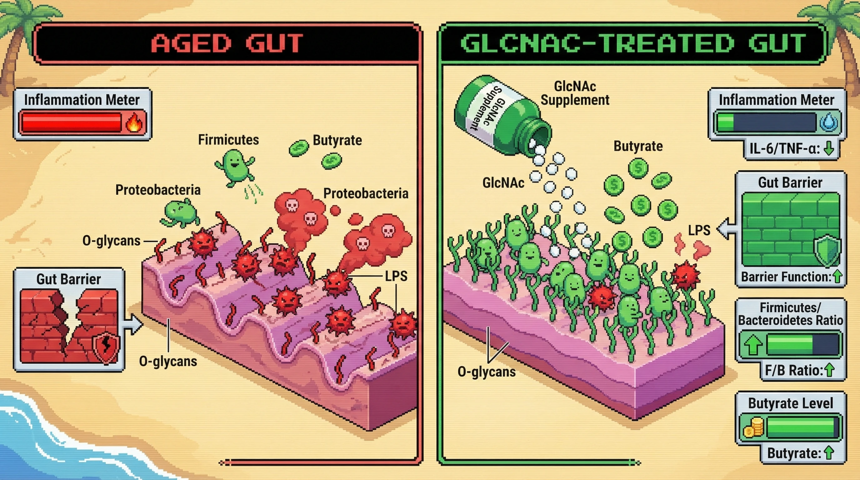 Mechanism: Age-dependent loss of mucin O-glycans reduces Firmicutes adhesion, allowing Proteobacteria overgrowth and decreased butyrate. Readout: Readout: GlcNAc supplementation restores O-glycans, increasing Firmicutes/Bacteroidetes ratio and butyrate, while reducing inflammation and improving gut barrier function.
