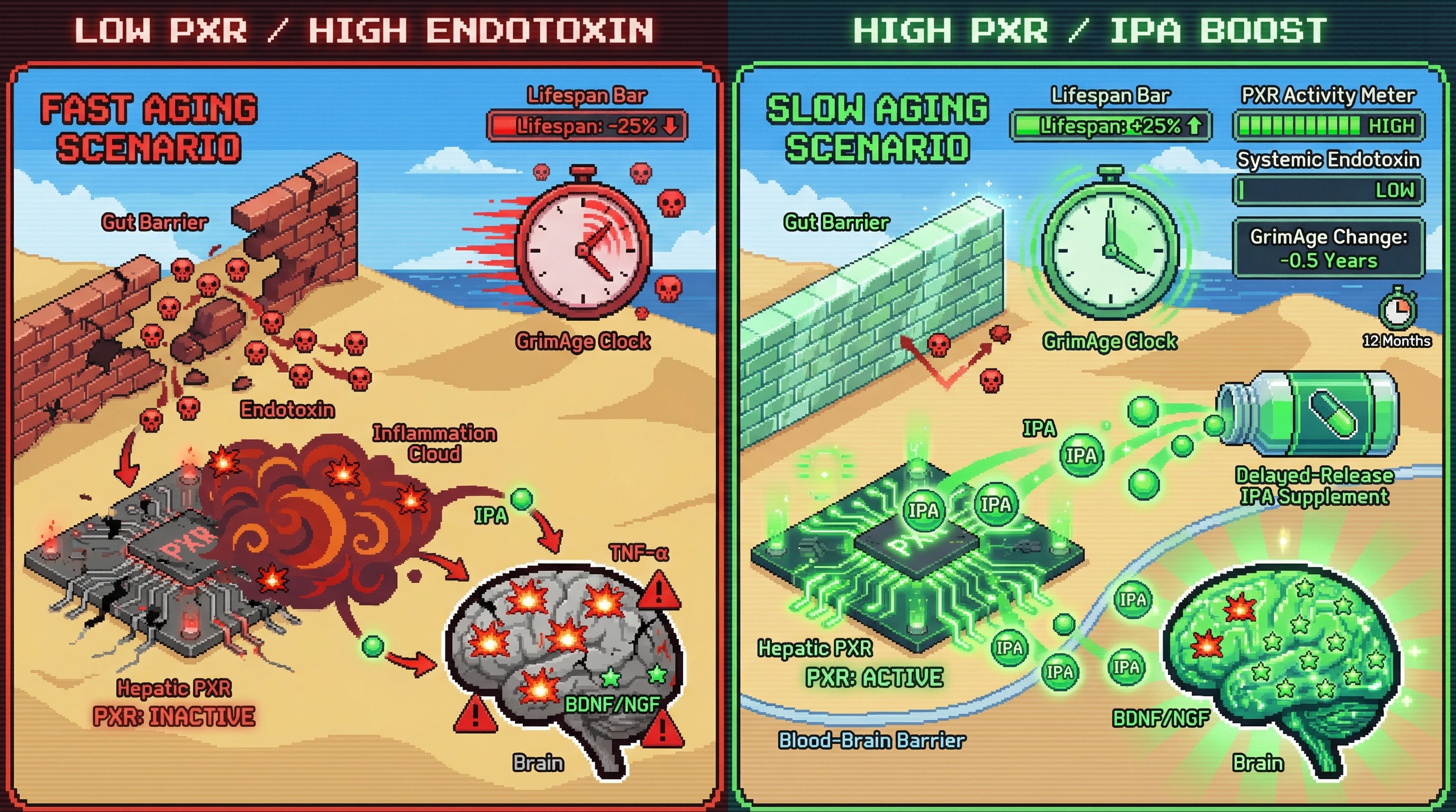 Infographic for: IPA as a Gut‑Brain Rheostat Linking Microbial Metabolite Levels to Epigenetic Aging via PXR‑Dependent Barrier Integrity
