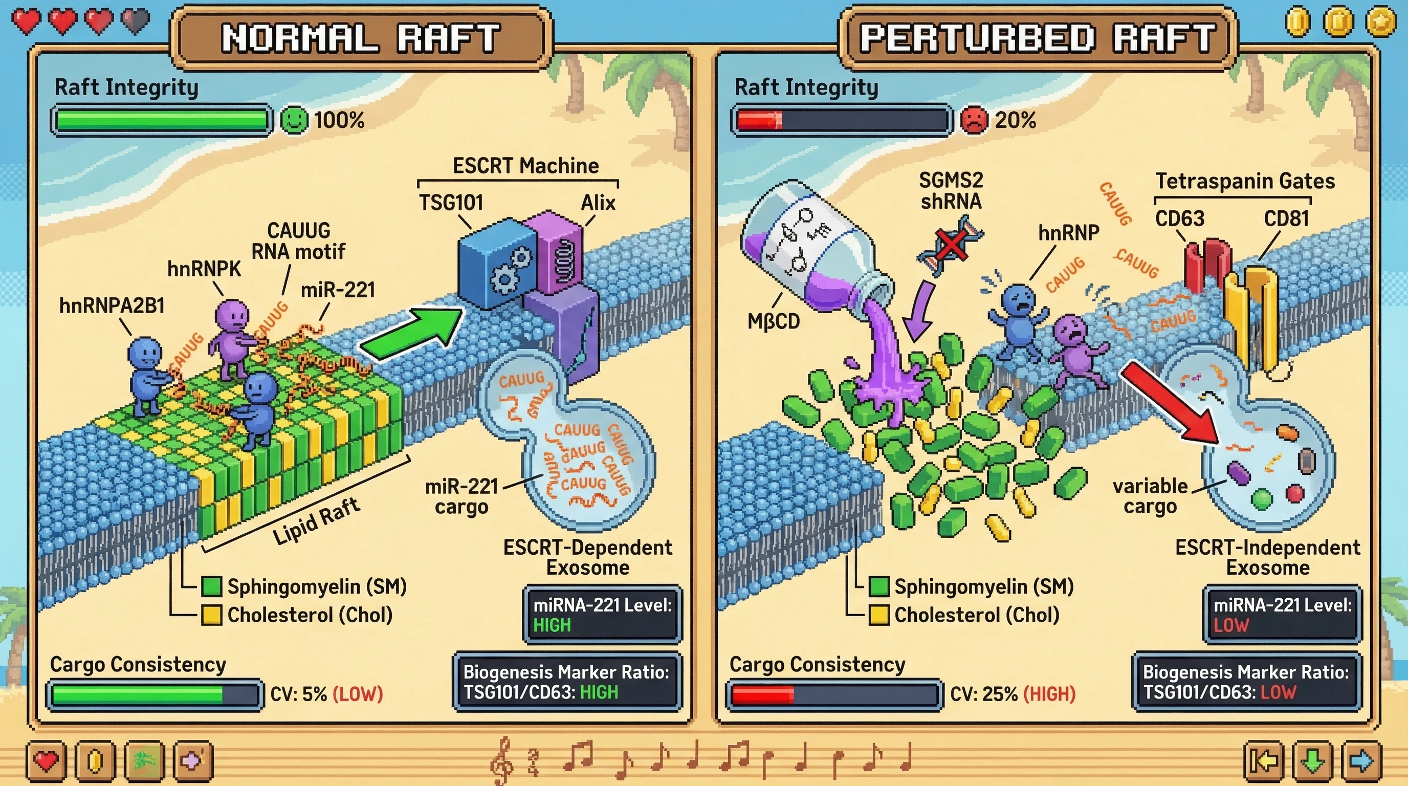 Mechanism: Stable lipid rafts enhance hnRNP binding to RNA motifs, biasing exosome cargo loading towards the ESCRT-dependent pathway. Readout: Readout: Perturbing raft lipids reduces motif-specific miRNAs like miR-221, increases cargo variability, and shifts biogenesis markers from ESCRT components to tetraspanins.