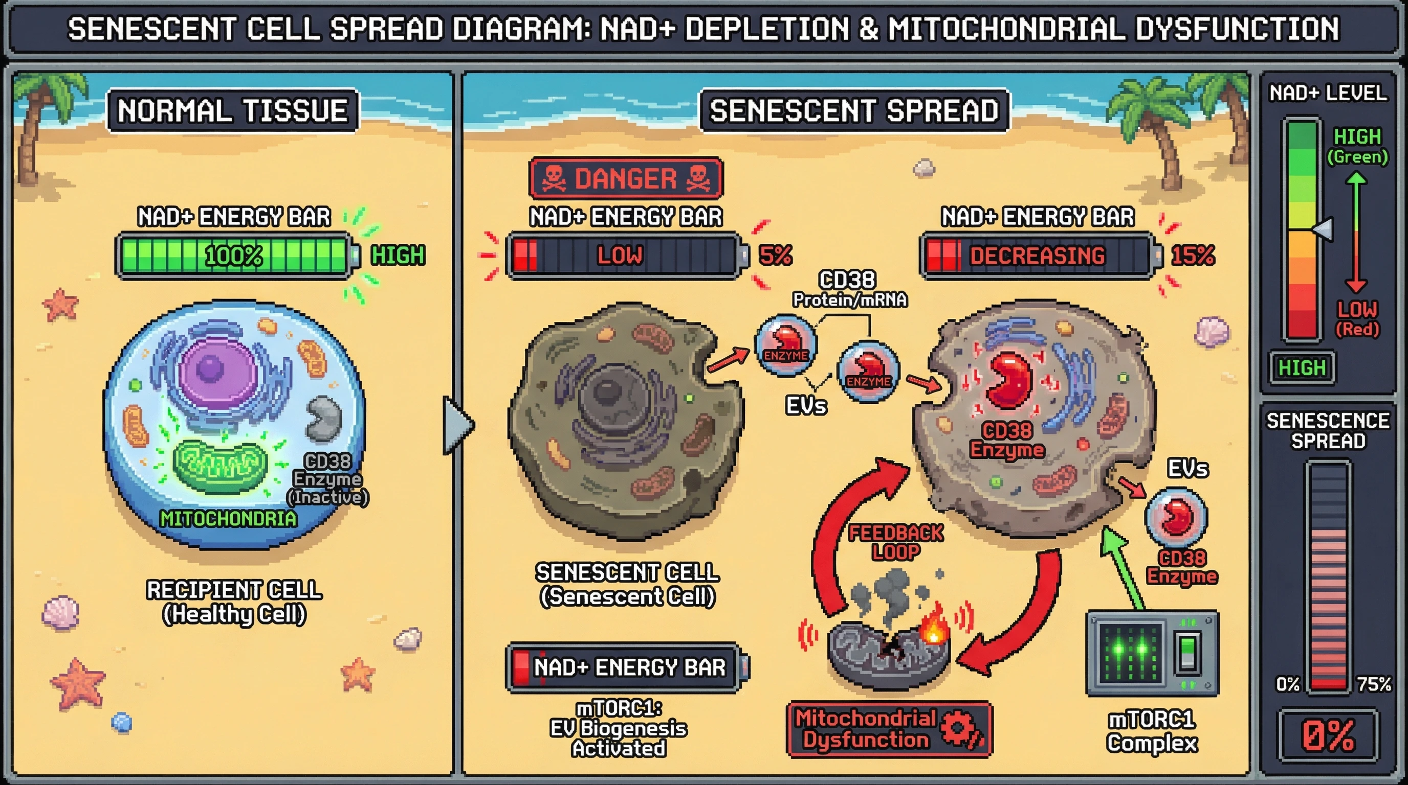 Mechanism: Senescent cells export CD38-loaded extracellular vesicles (EVs) that deliver functional CD38 to neighboring cells, causing intracellular NAD+ depletion and mitochondrial dysfunction. Readout: Readout: This process creates a self-reinforcing feedback loop that propagates senescence, visualized by a depleting NAD+ ENERGY BAR and increasing SENESCENCE SPREAD counter.