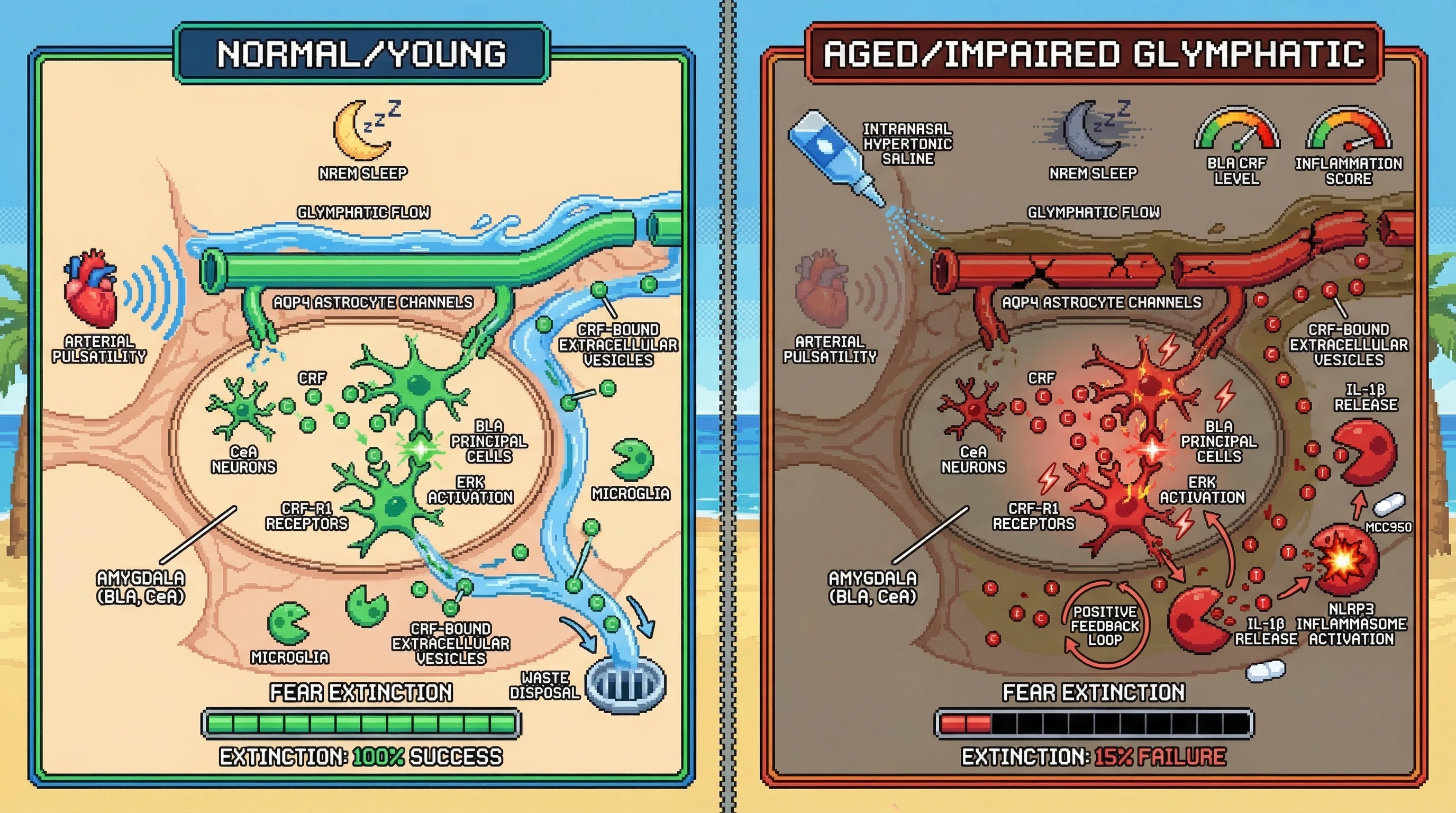 Infographic for: Sleep-Dependent Glymphatic Clearance of CRF Determines Amygdala Excitability and Fear Extinction Capacity in Aging