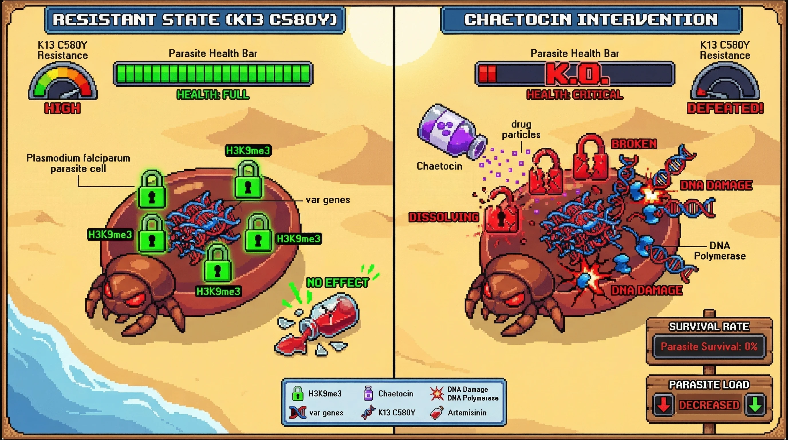Infographic for: H3K9me3 depletion kills K13 C580Y malaria without artemisinin
