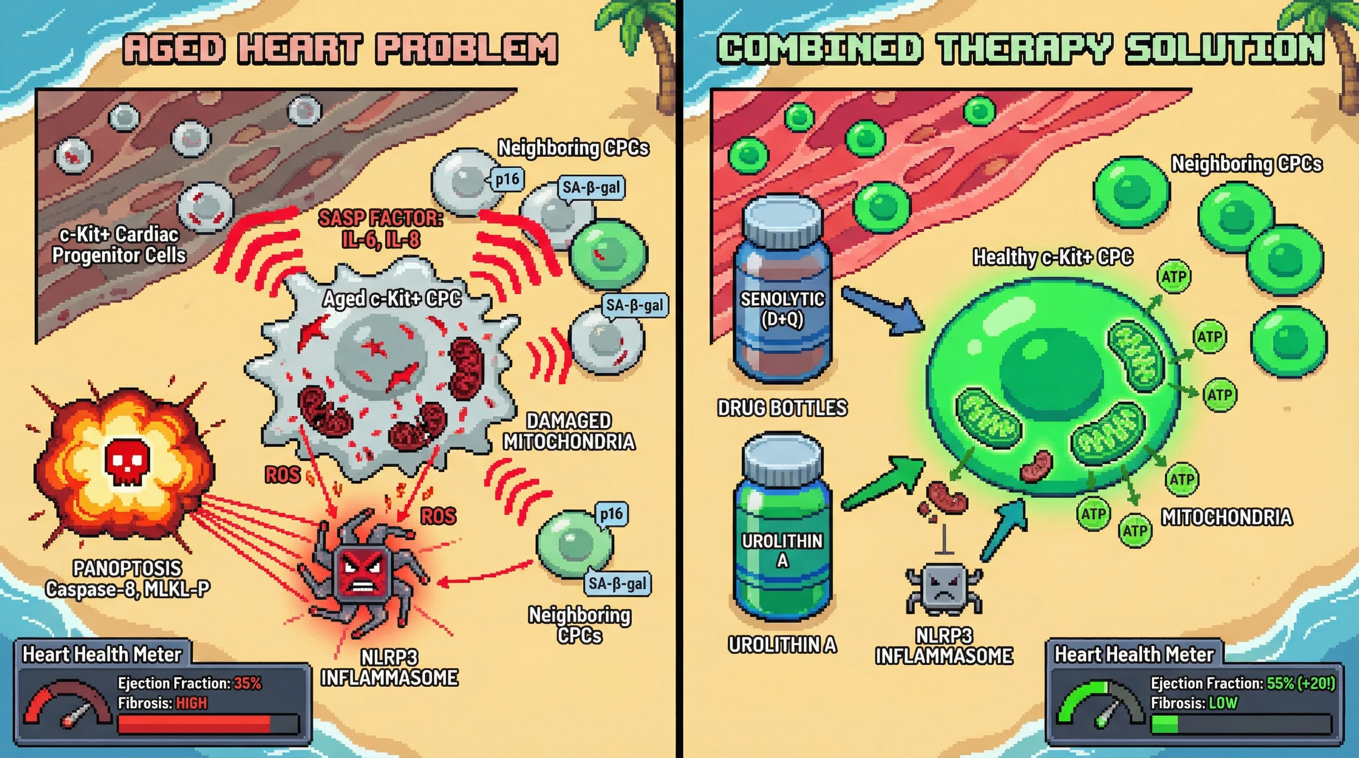 Infographic for: Combining Senolytic Clearance with Mitophagy Activation to Break the Senescence‑PANoptosis Loop in Aged Cardiac Progenitor Cells