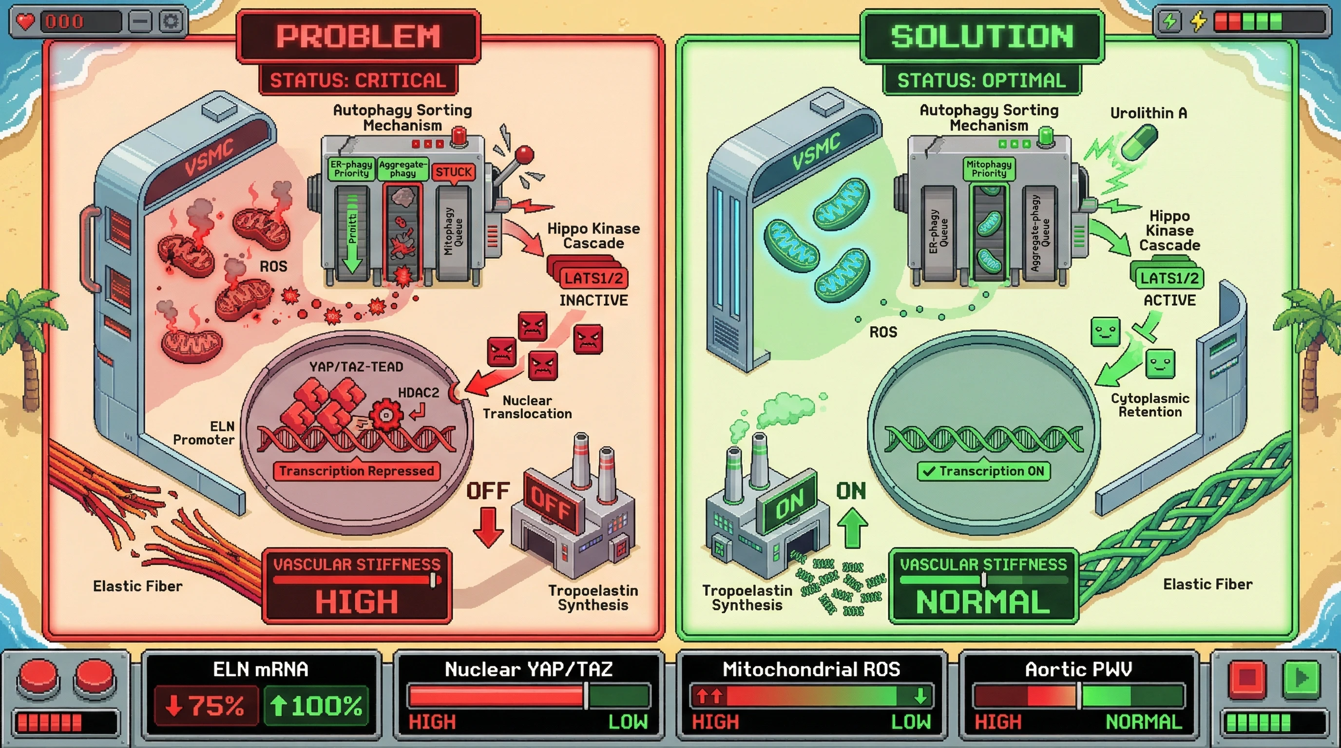 Infographic for: Autophagy Substrate Hierarchy Controls Tropoelastin Synthesis via Mitochondrial ROS‑YAP Signaling in Vascular Smooth Muscle Cells
