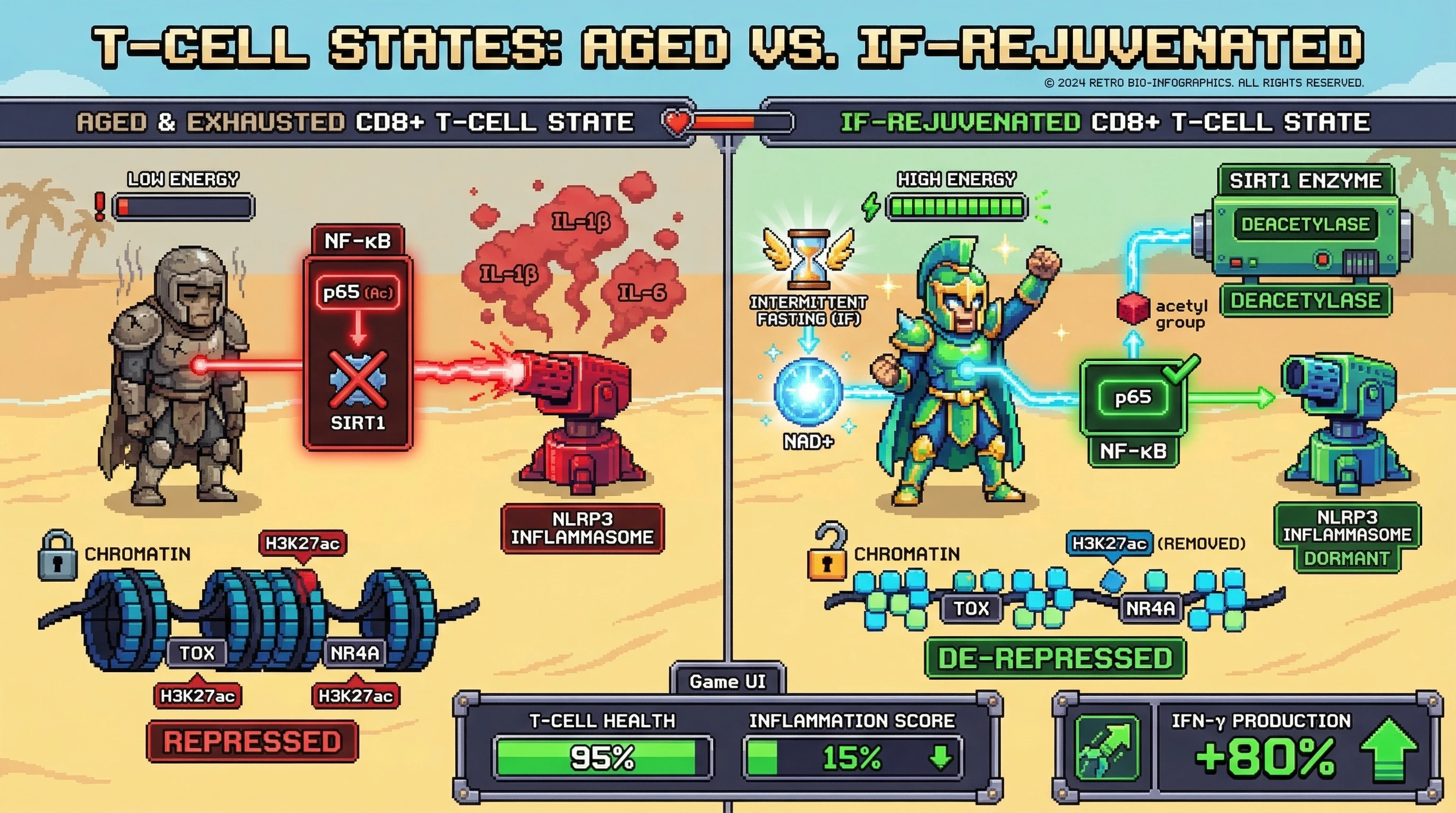 Infographic for: Intermittent fasting‑induced NAD+ elevation disrupts the NF‑κB/NLRP3 inflammasome loop and reverses epigenetic T‑cell exhaustion via SIRT1‑mediated deacetylation of p65