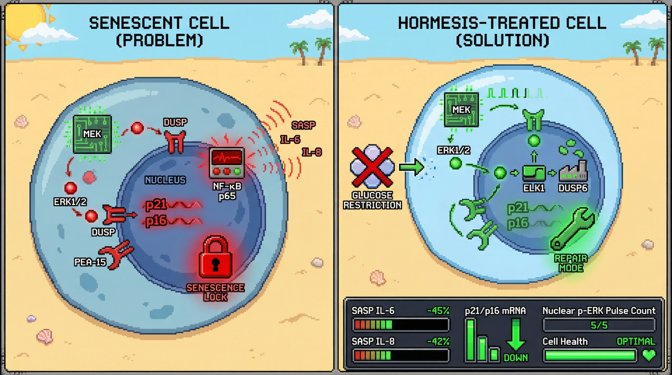 Infographic for: Hormetic ERK Nuclear Pulses as a Reset Switch for Senescence: Testing Whether Transient Nuclear ERK1/2 Can Restore Cytoplasmic-Nuclear Shuttling and Reverse Senescence Markers