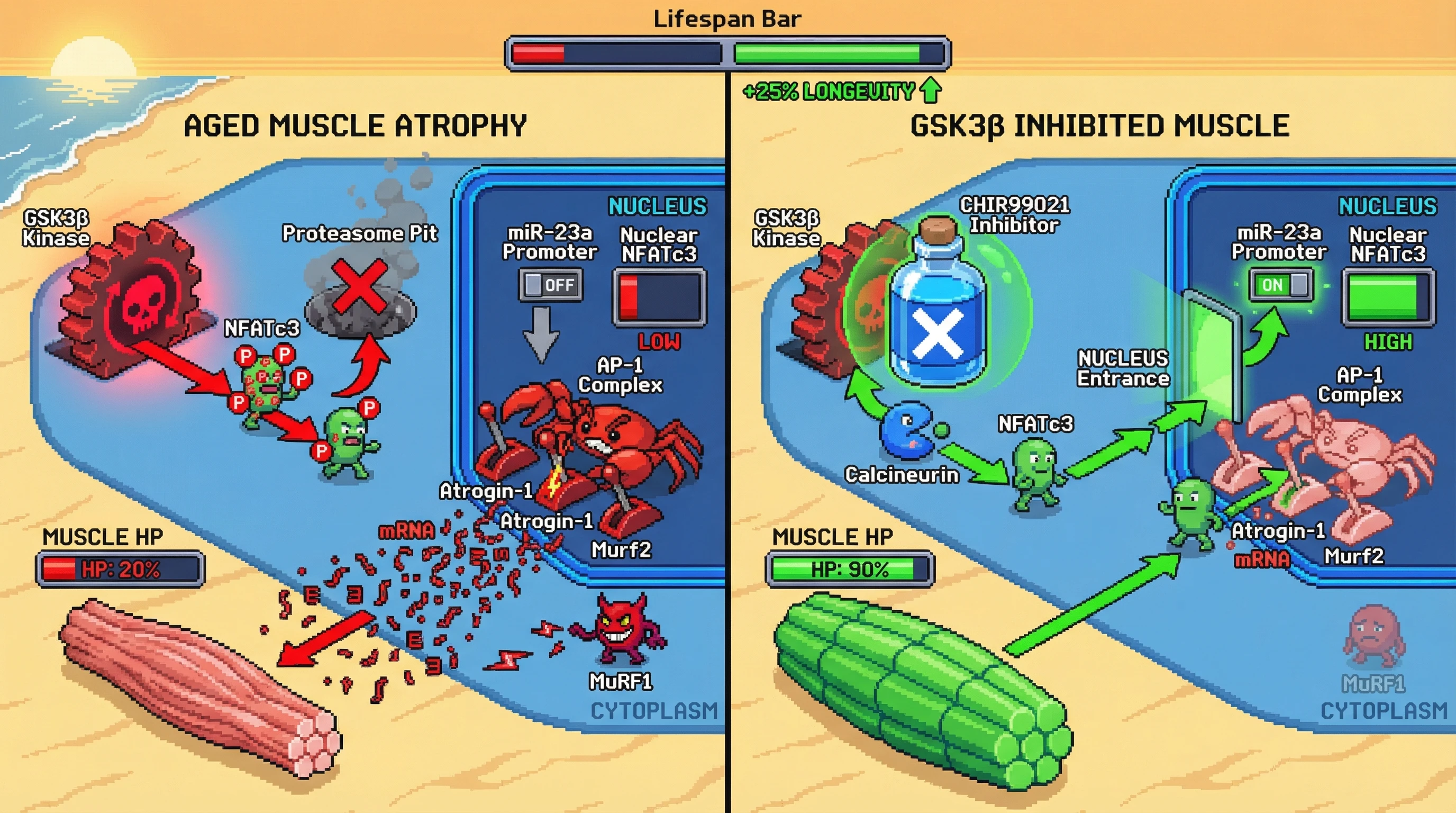 Infographic for: GSK3β‑mediated NFATc3 phosphorylation as an age‑specific brake on the calcineurin‑NFAT‑miR‑23a axis that unmasks compensatory atrophy pathways