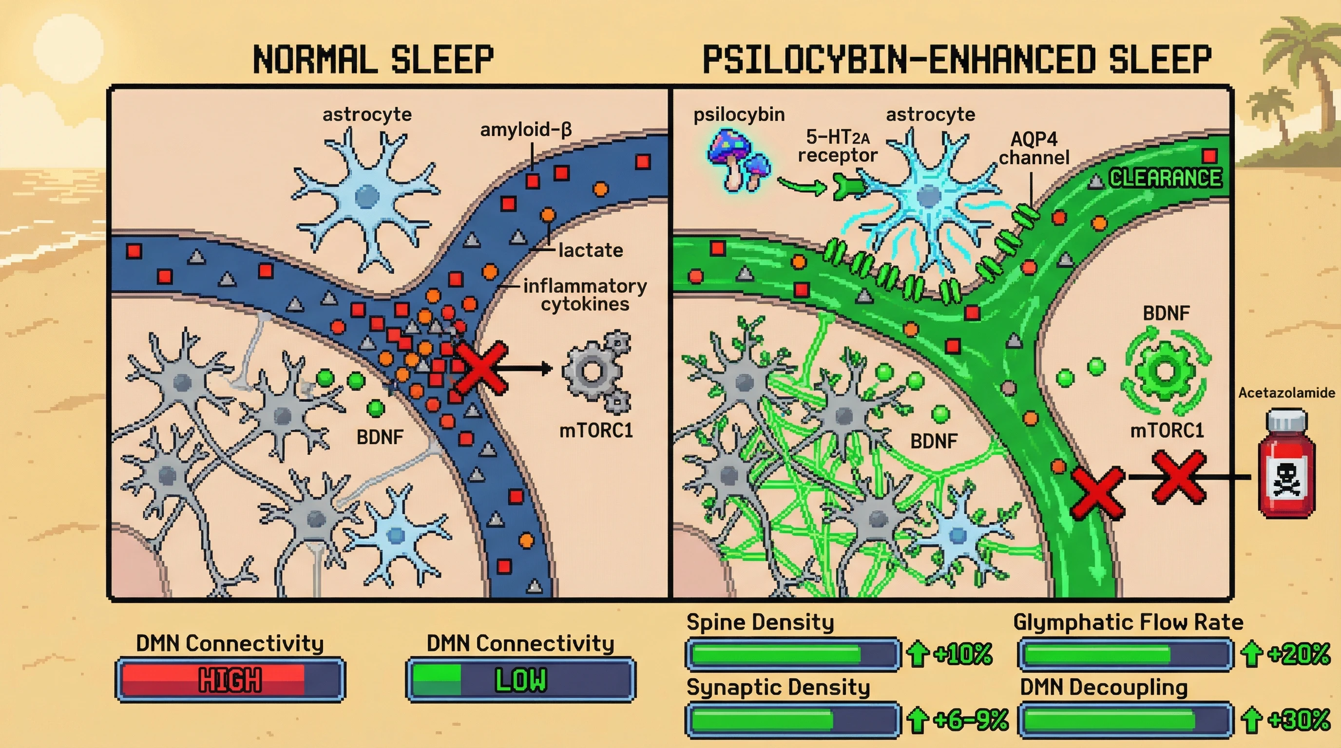 Infographic for: Psilocybin enhances glymphatic clearance during sleep to enable BDNF/mTOR-dependent synaptic remodeling that sustains default mode network decoupling