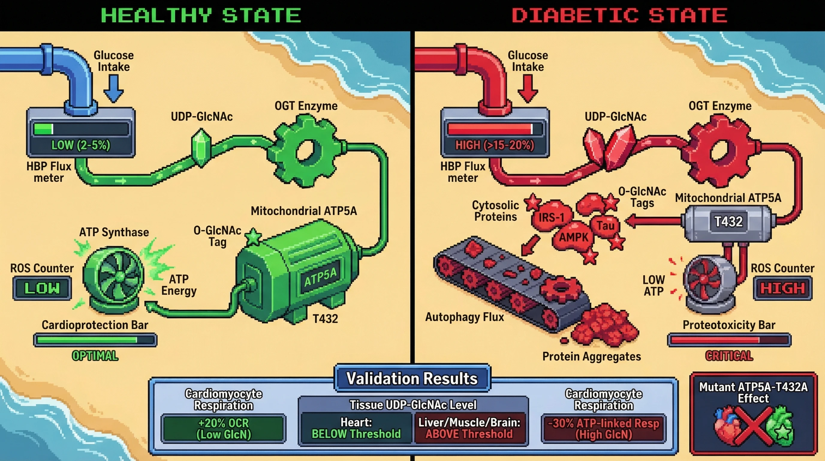 Infographic for: Threshold-Dependent Substrate Switching in O-GlcNAcylation Determines Proteostatic Outcome in Diabetic Aging