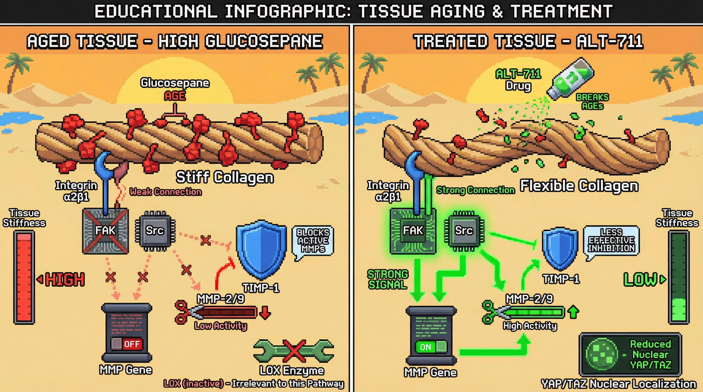 Mechanism: Advanced Glycation End-products (AGEs) like glucosepane stiffen collagen, reducing integrin-FAK-Src signaling and suppressing MMP activity. Readout: Readout: Treatment with the glucosepane breaker ALT-711 restores MMP activity, decreases TIMP dominance, and reduces tissue stiffness and YAP/TAZ nuclear localization.